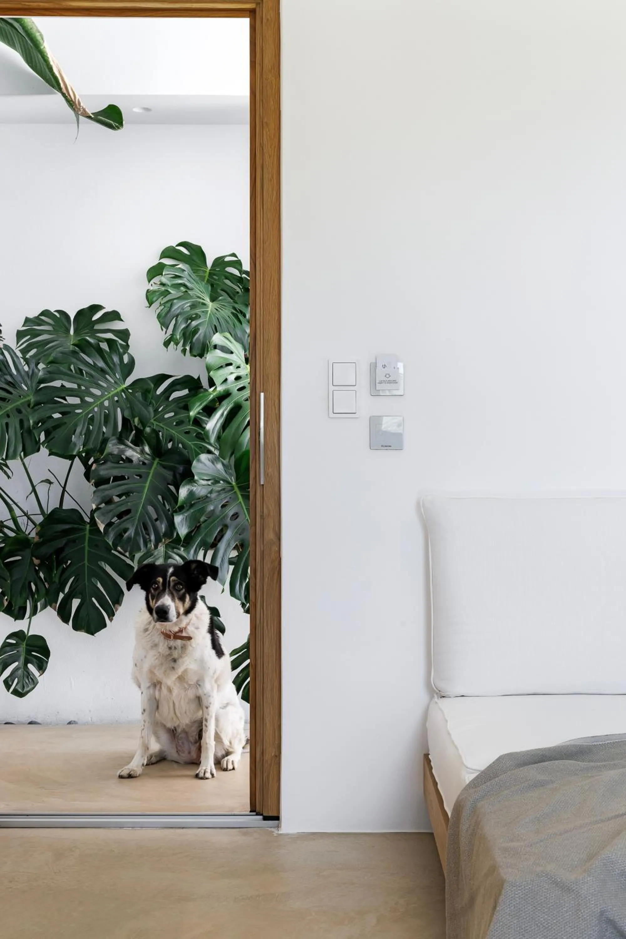 Pets in Ivy's Natural Resort