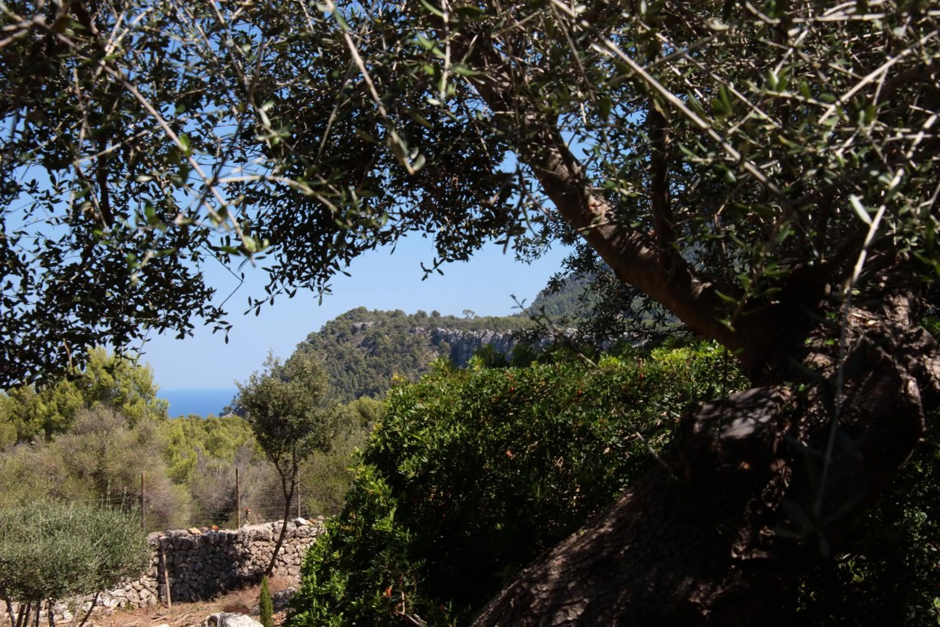 View (from property/room) in Ca's Garriguer