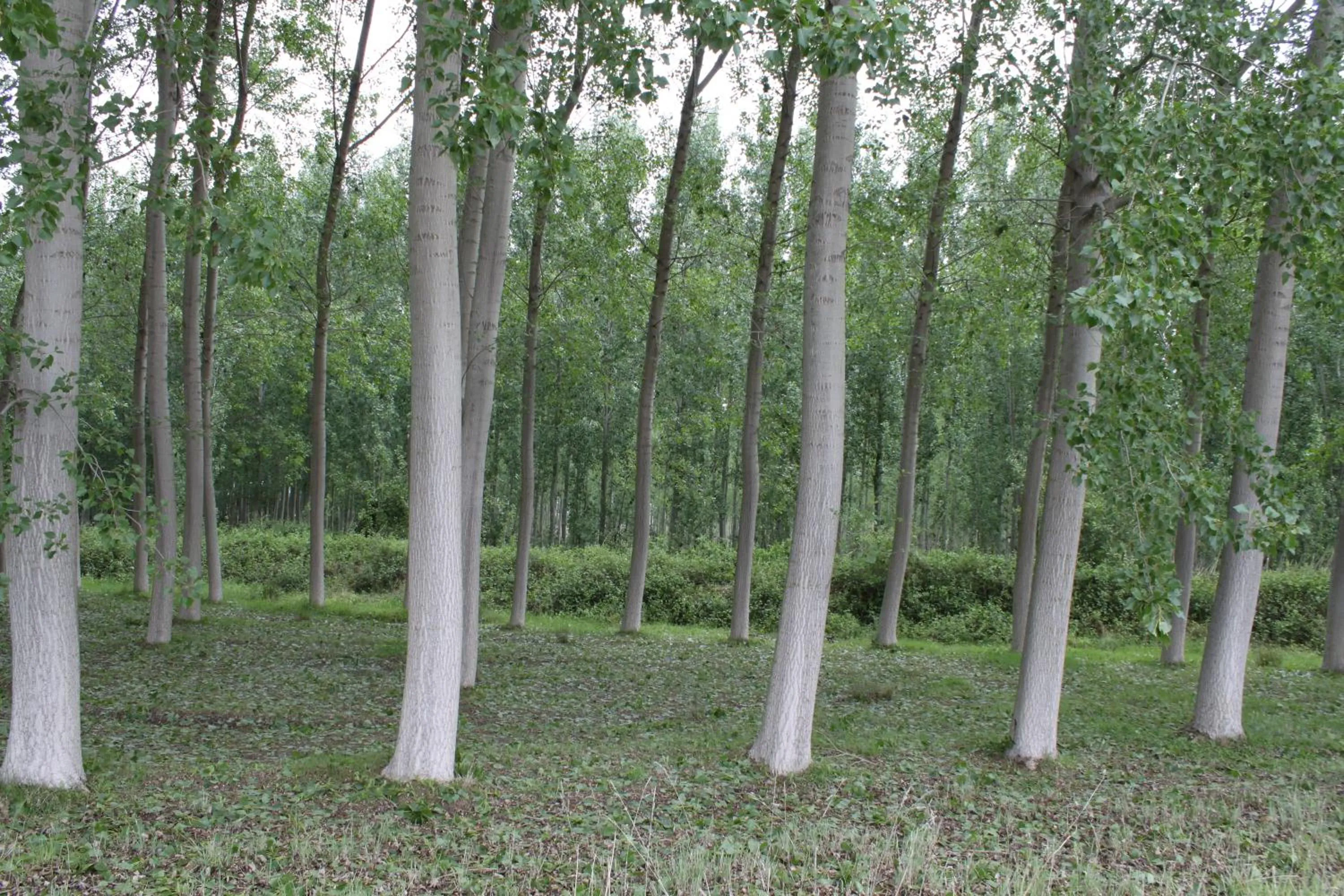 Area and facilities in Hospedería de Alesves