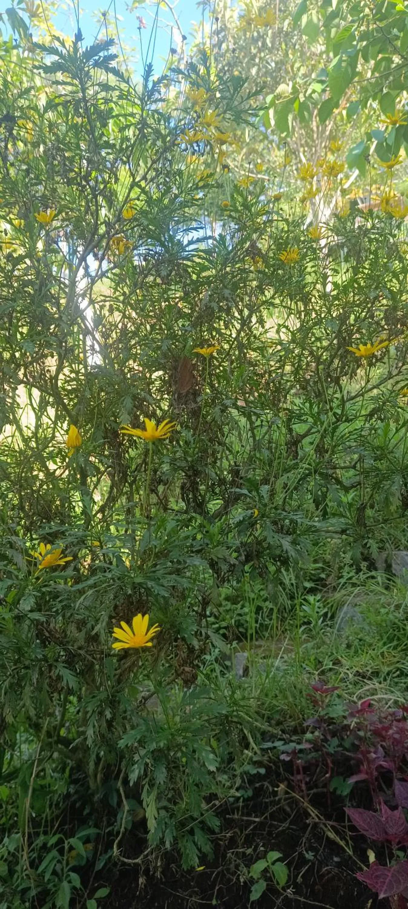 Garden in 4REST INN PRIVATE LIMITED