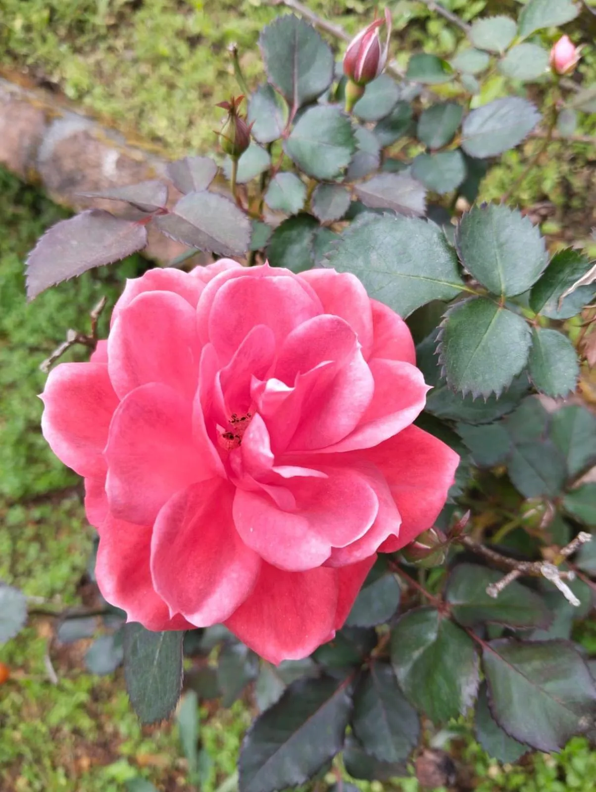 4REST INN PRIVATE LIMITED