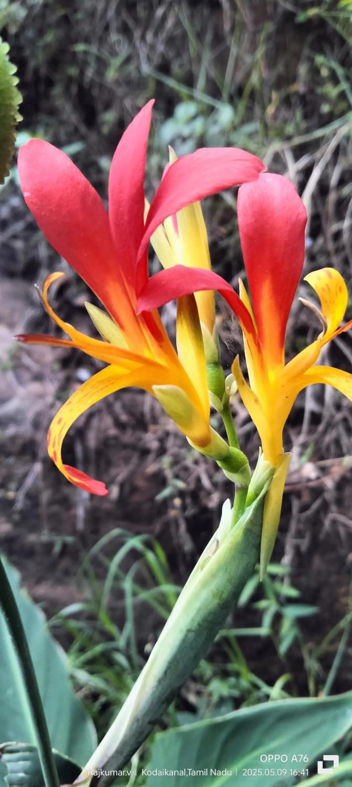 Garden in 4REST INN PRIVATE LIMITED