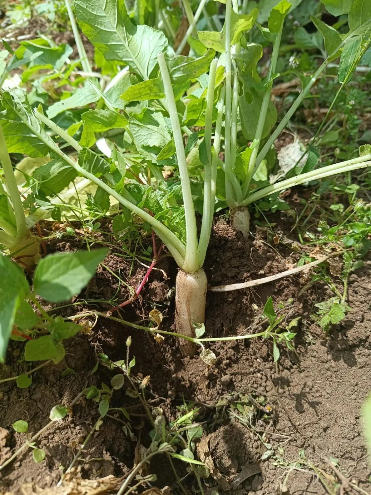 4REST INN PRIVATE LIMITED