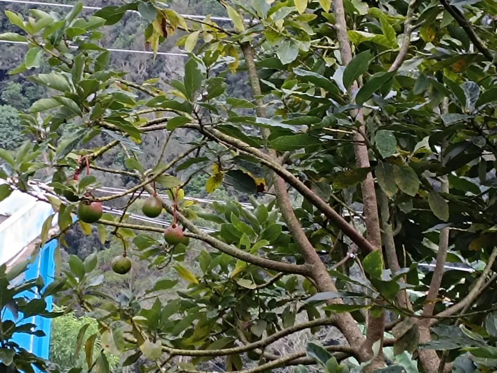 Garden in 4REST INN PRIVATE LIMITED