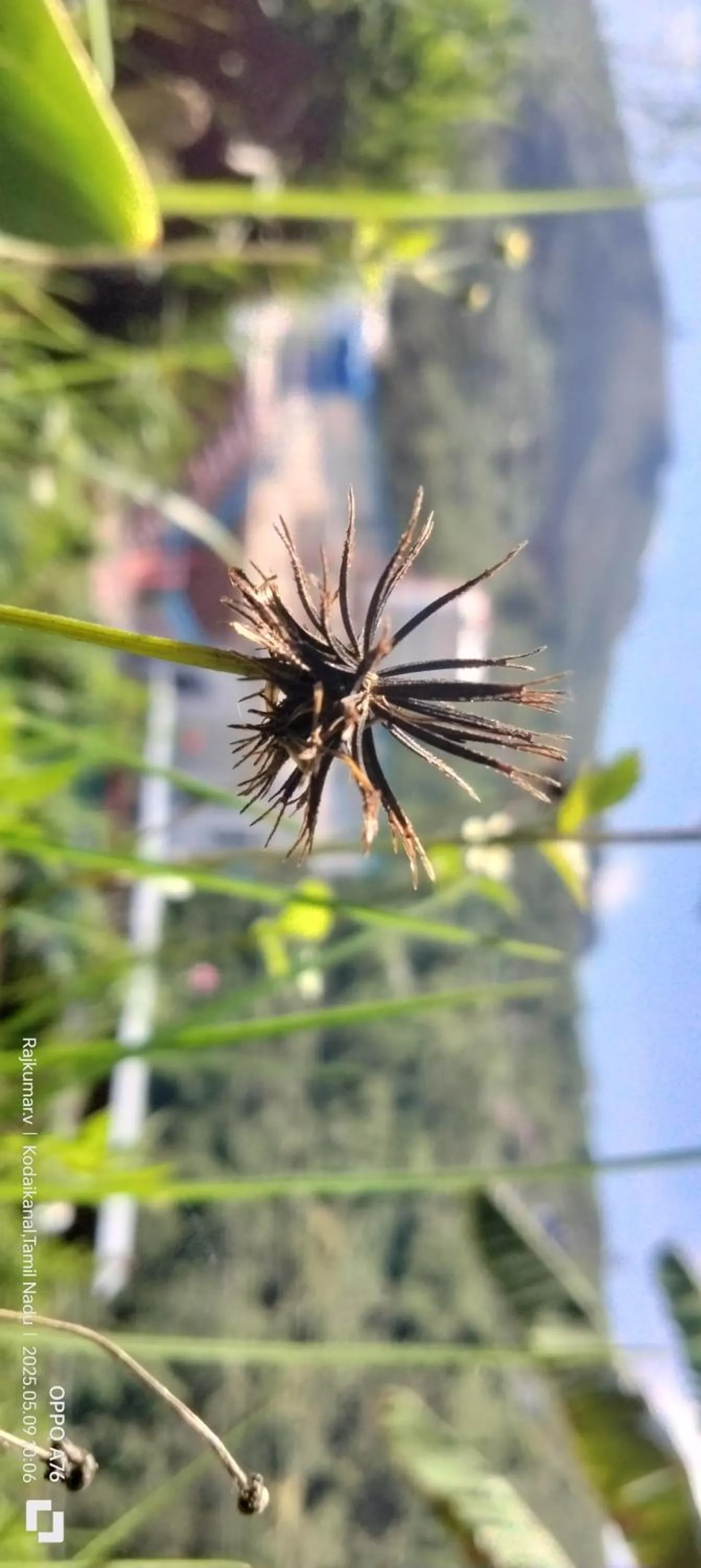 Garden in 4REST INN PRIVATE LIMITED