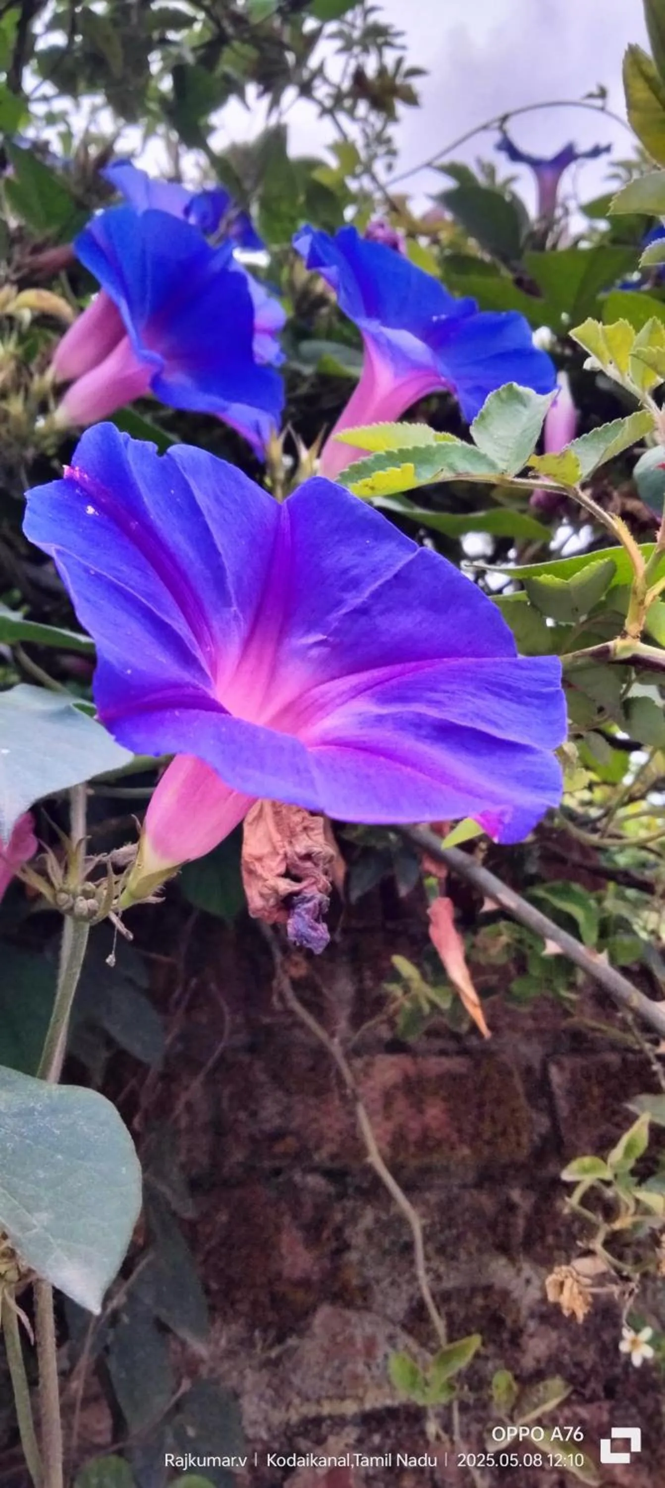 Garden in 4REST INN PRIVATE LIMITED