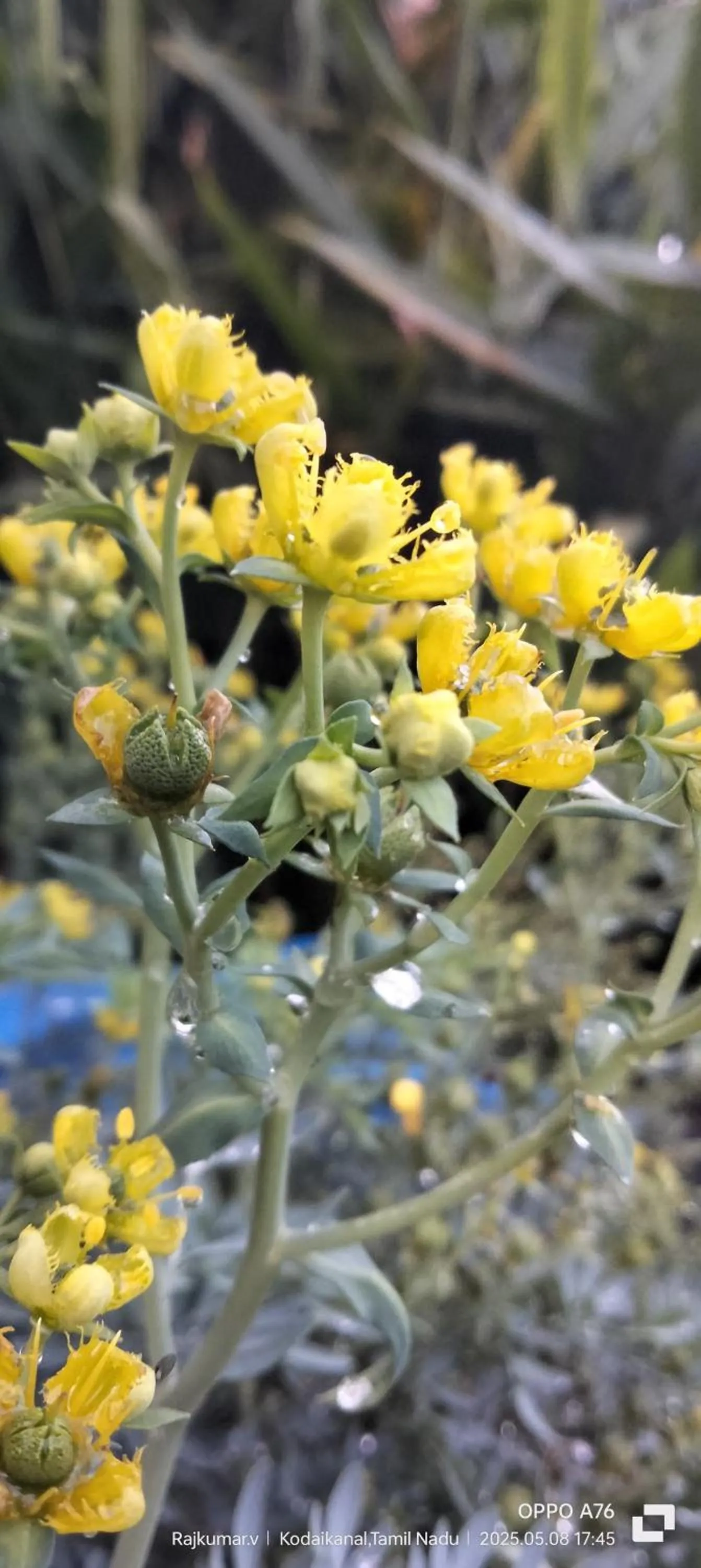 Garden in 4REST INN PRIVATE LIMITED