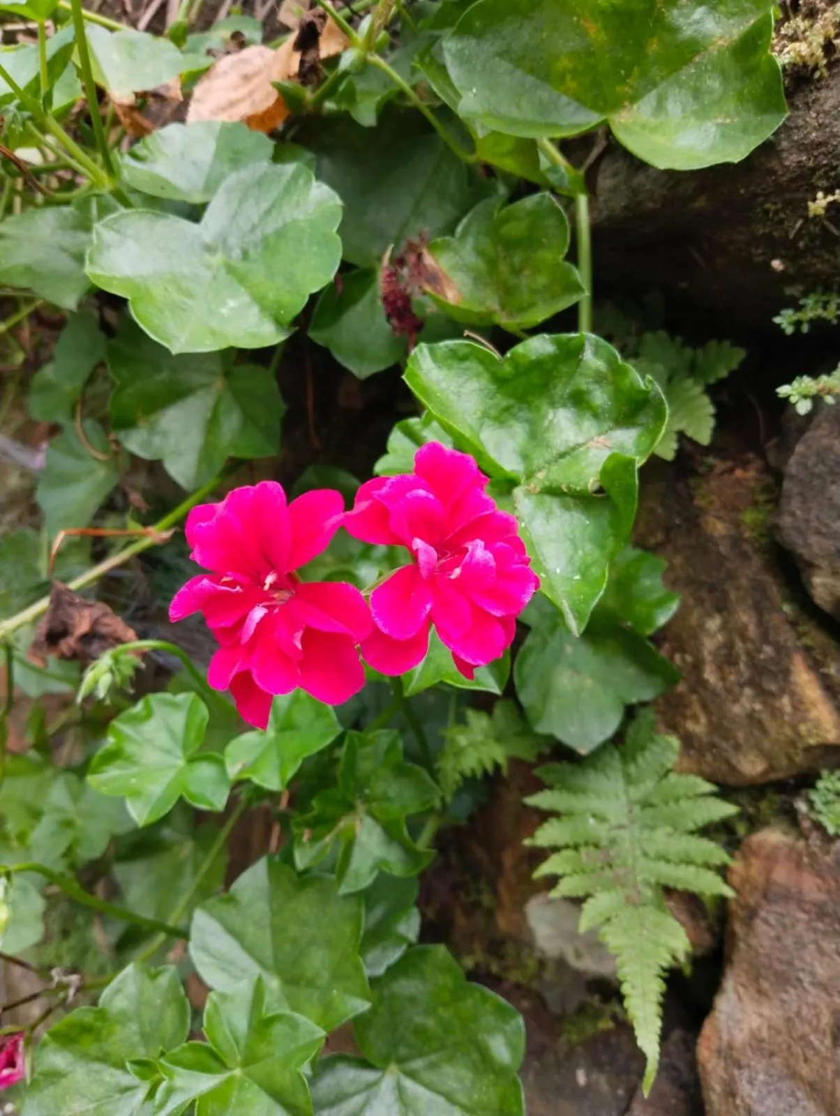 4REST INN PRIVATE LIMITED