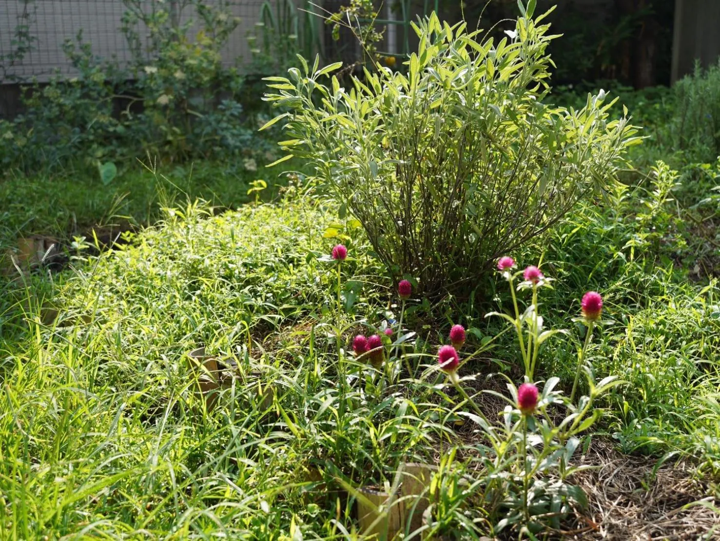 Garden in AMIGO HOUSE