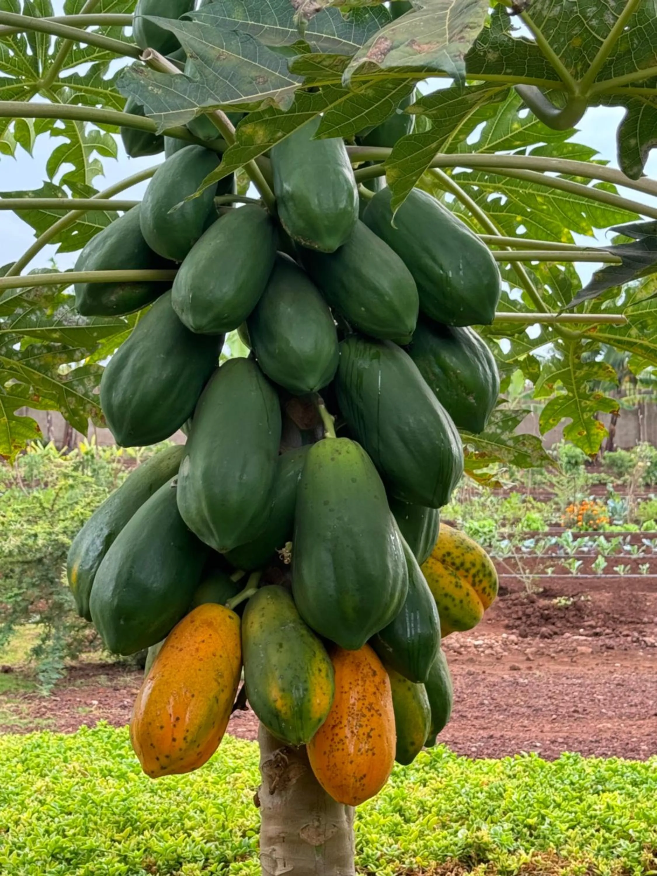 Garden in Heart and Soul Lodge