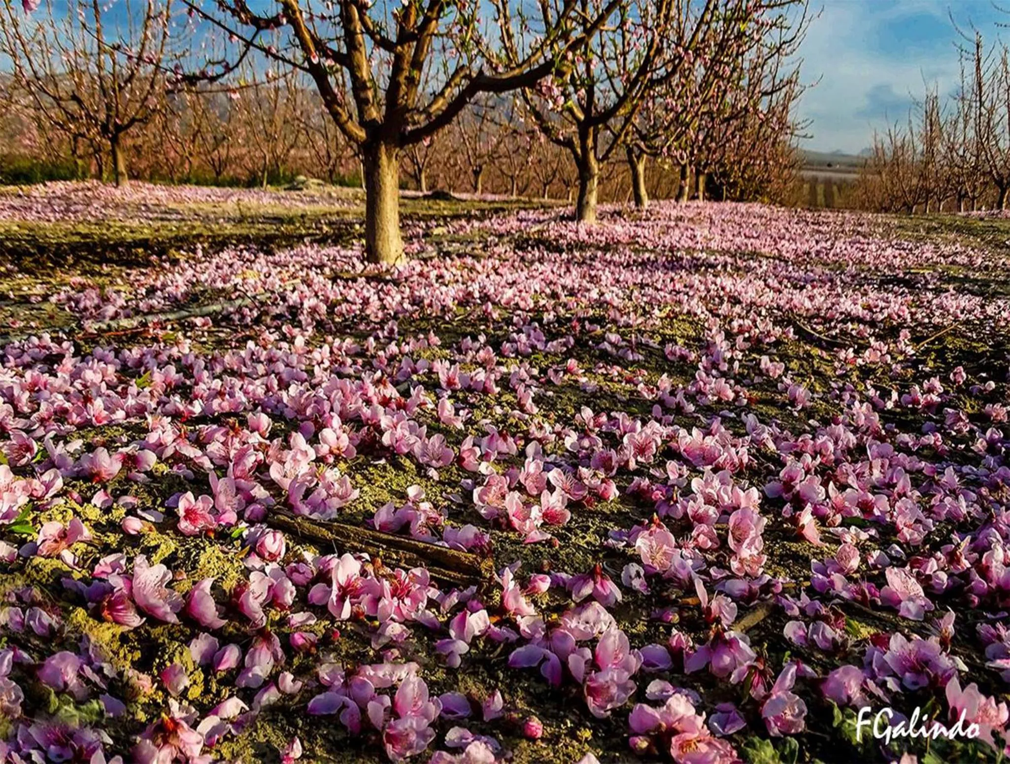 Spring in Hotel Hyltor