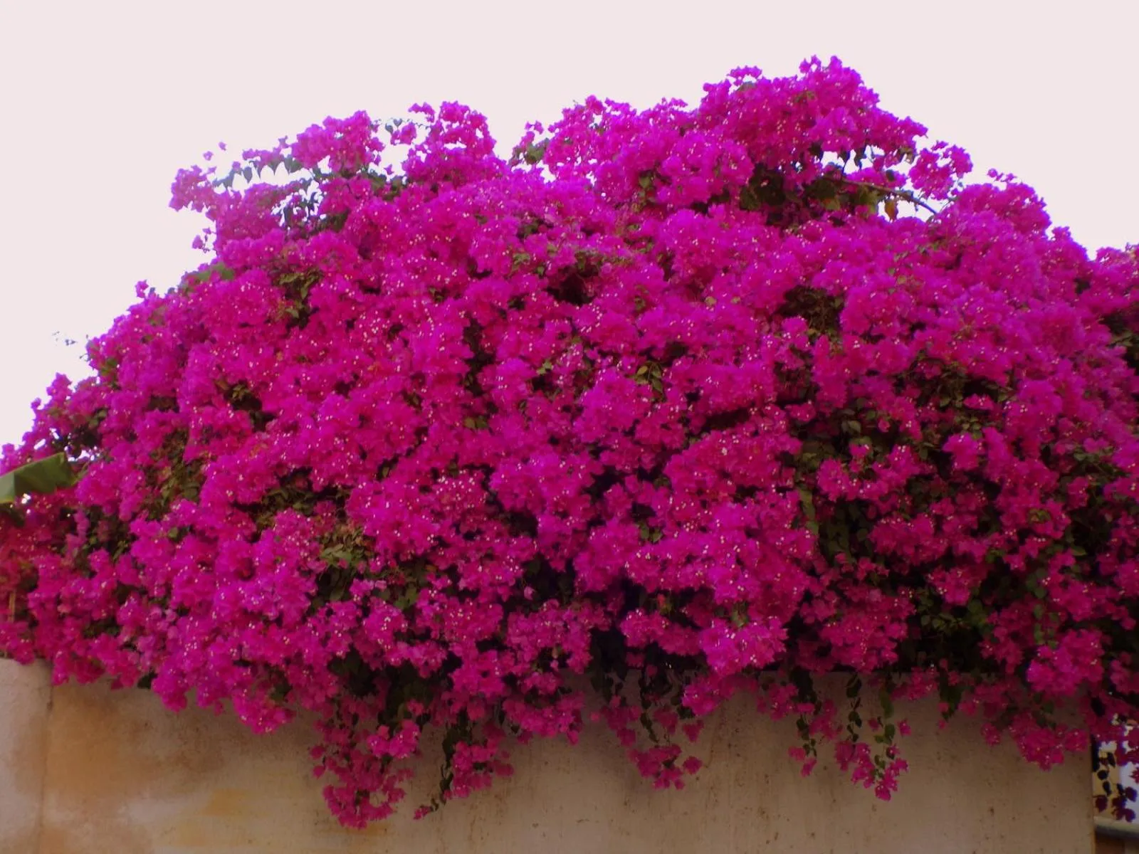 Garden in Auberge Triskell