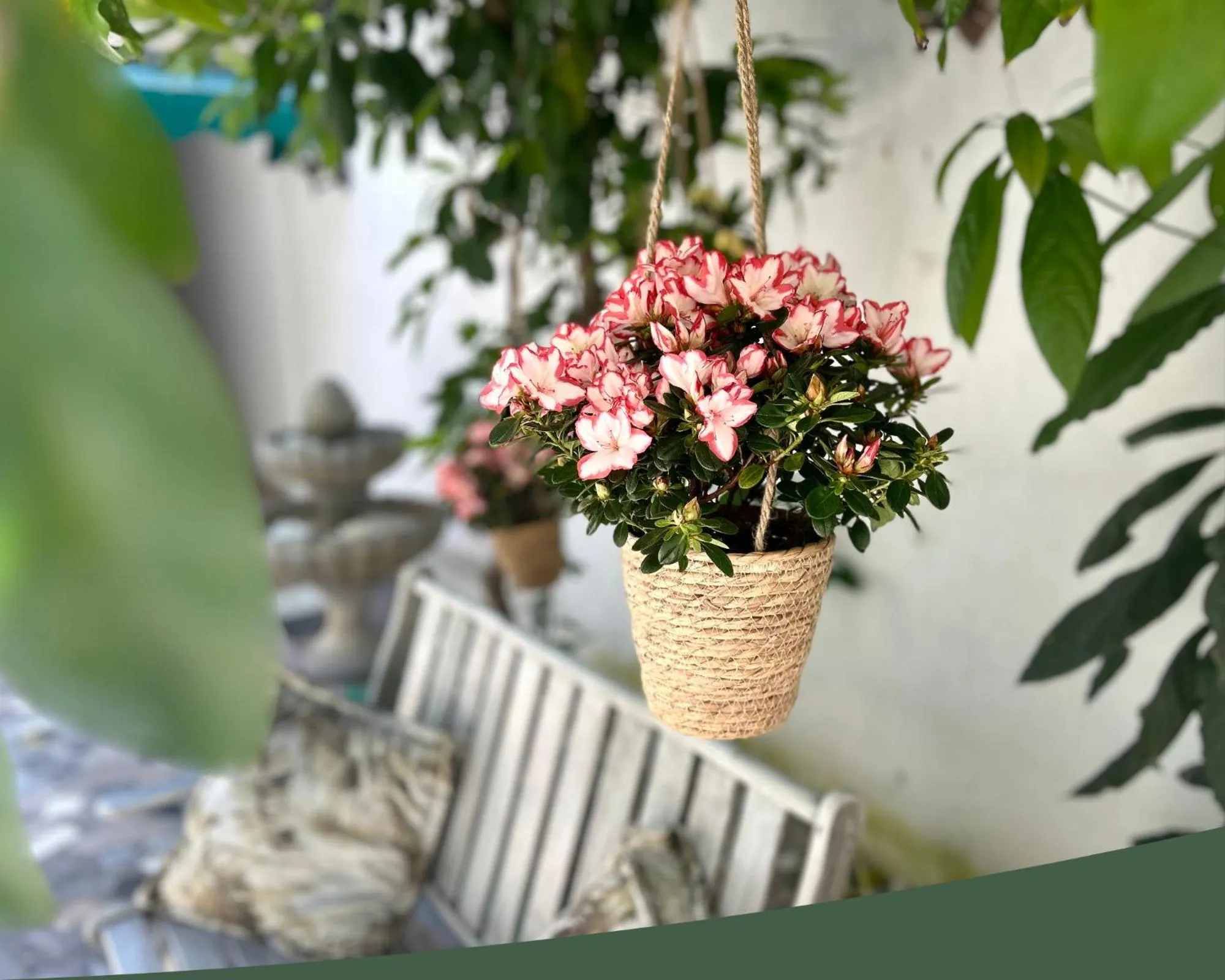 Garden in Tirana Square Hotel