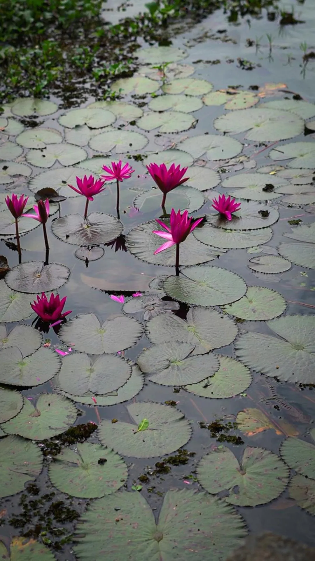 Natural landscape in The Lake by Maat Hotels