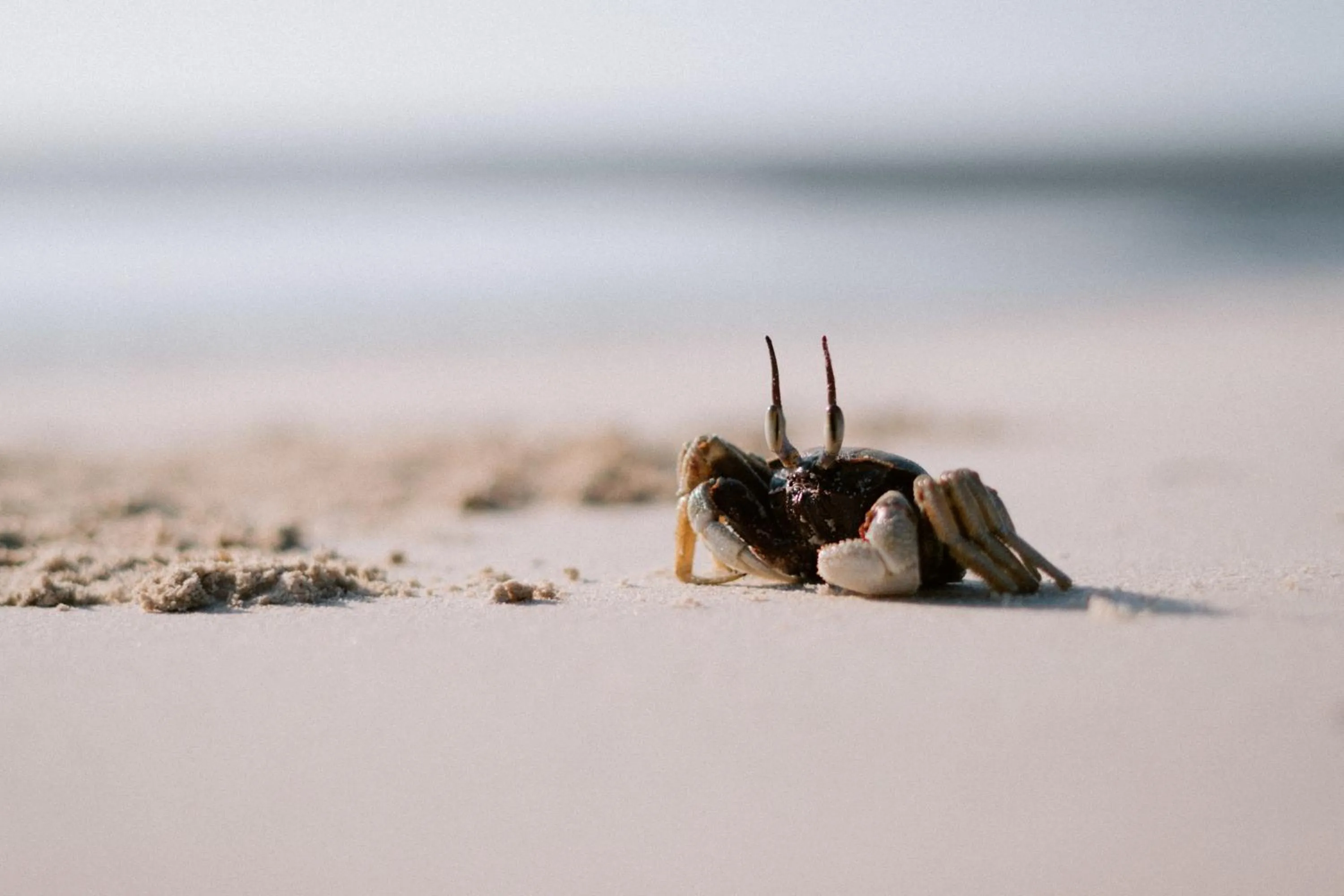 Beach in Anantara Koh Yao Yai Resort & Villas