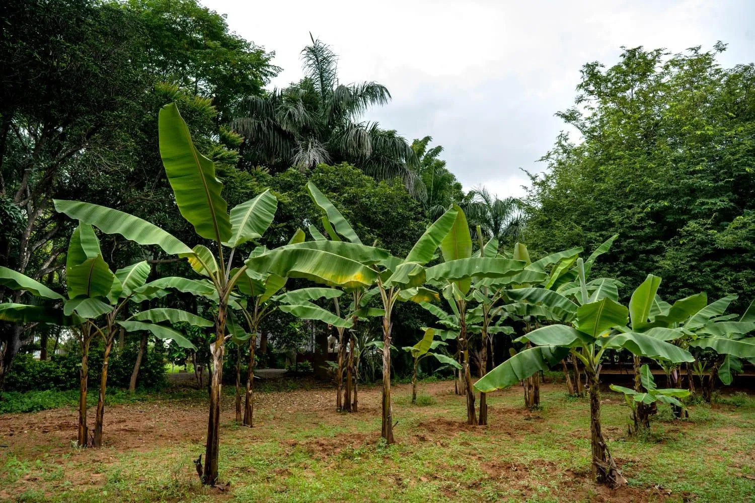 Garden in Farm Stay Resort - Shamirpet, Hyderabad