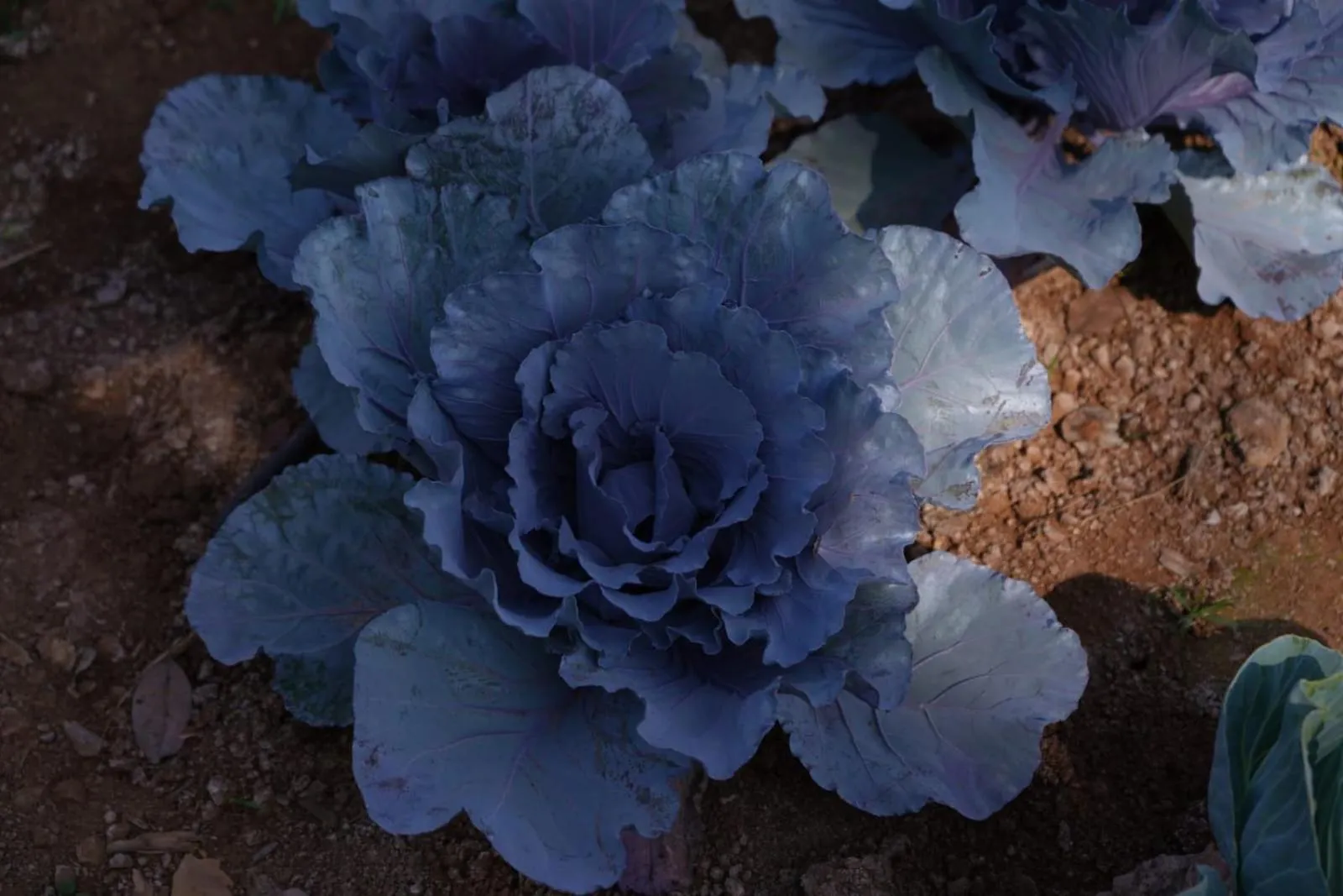 Farm Stay Resort - Shamirpet, Hyderabad