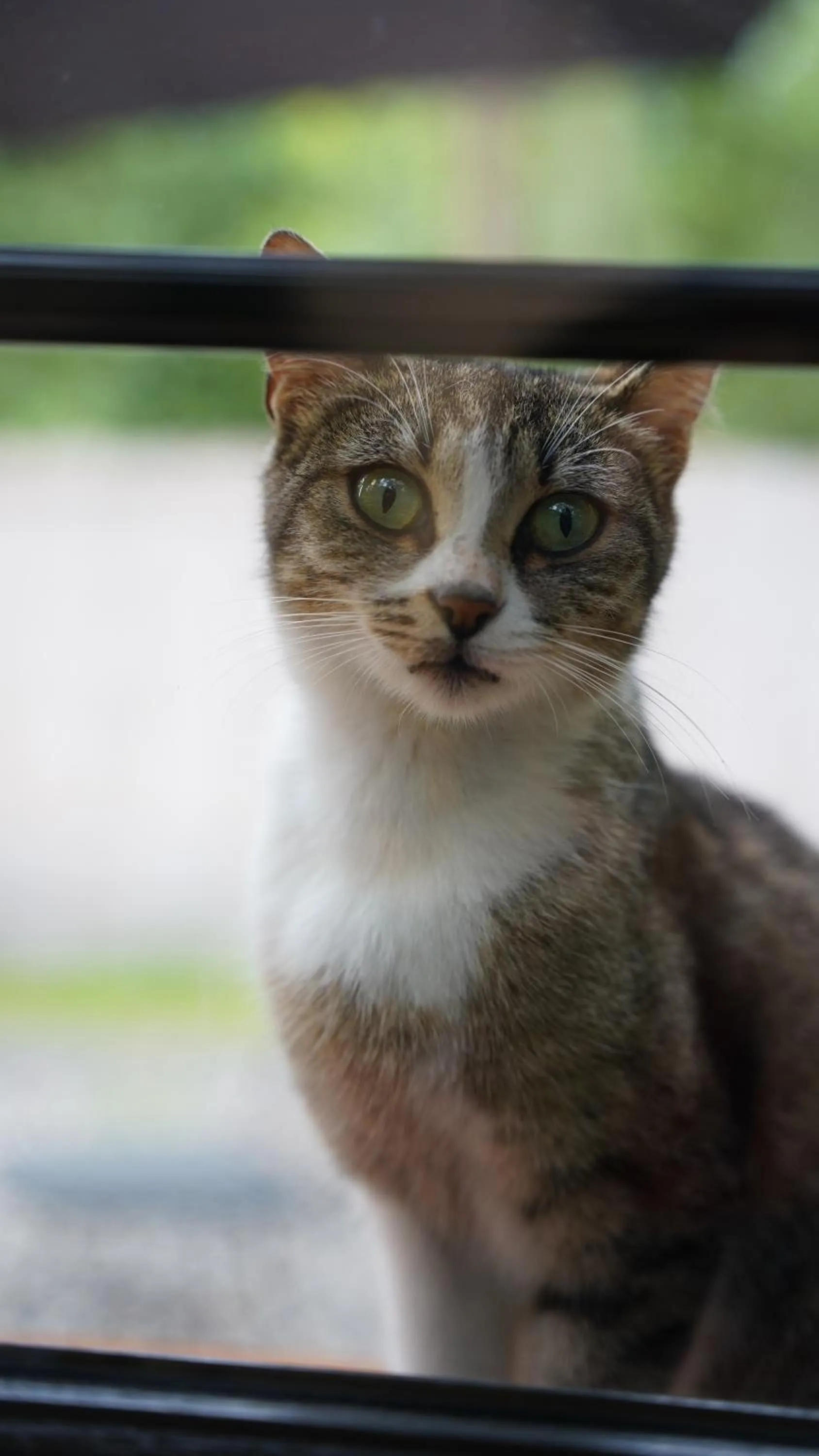 Pets in Pentalow Cabin