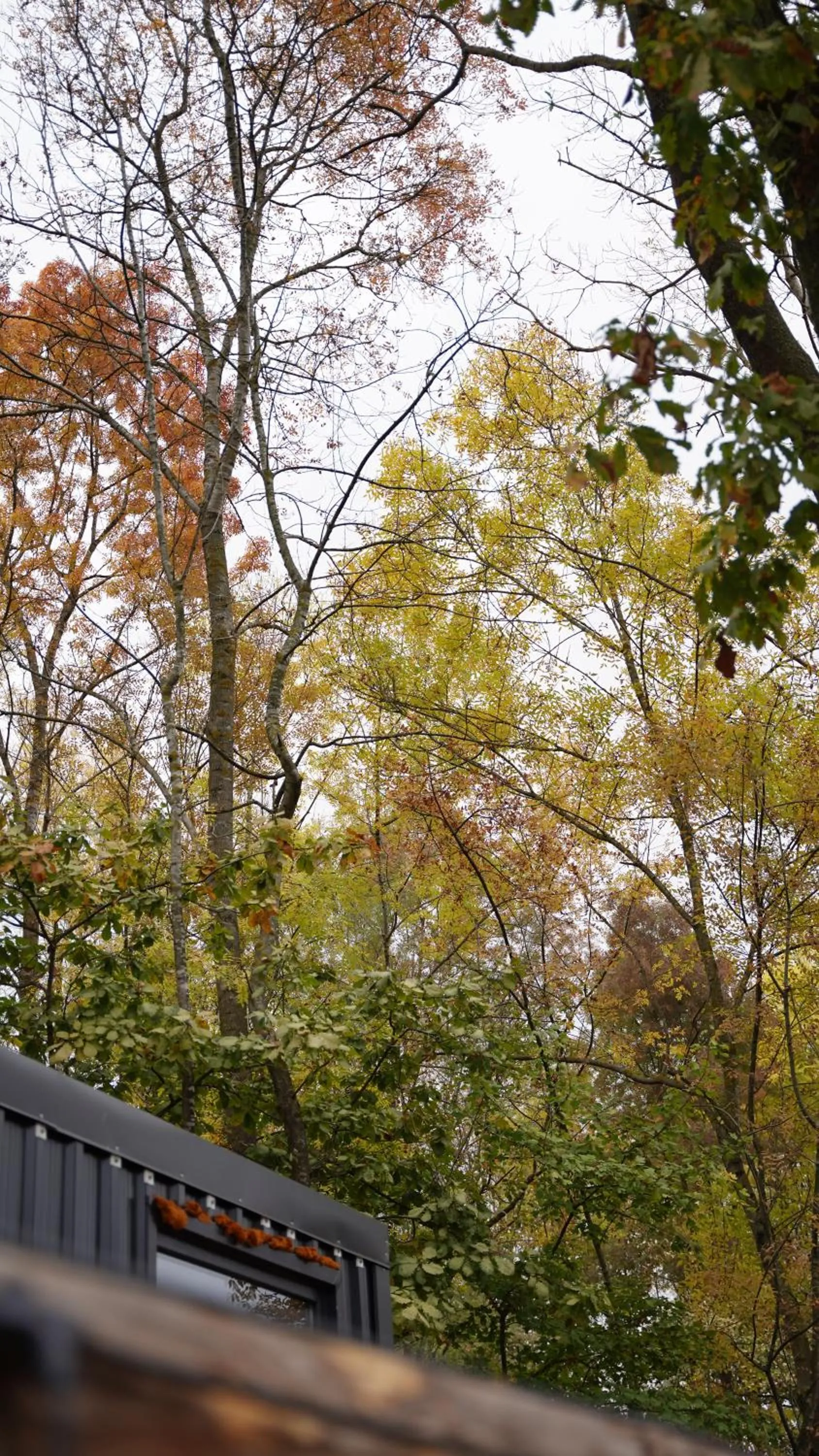 Spring in Pentalow Cabin