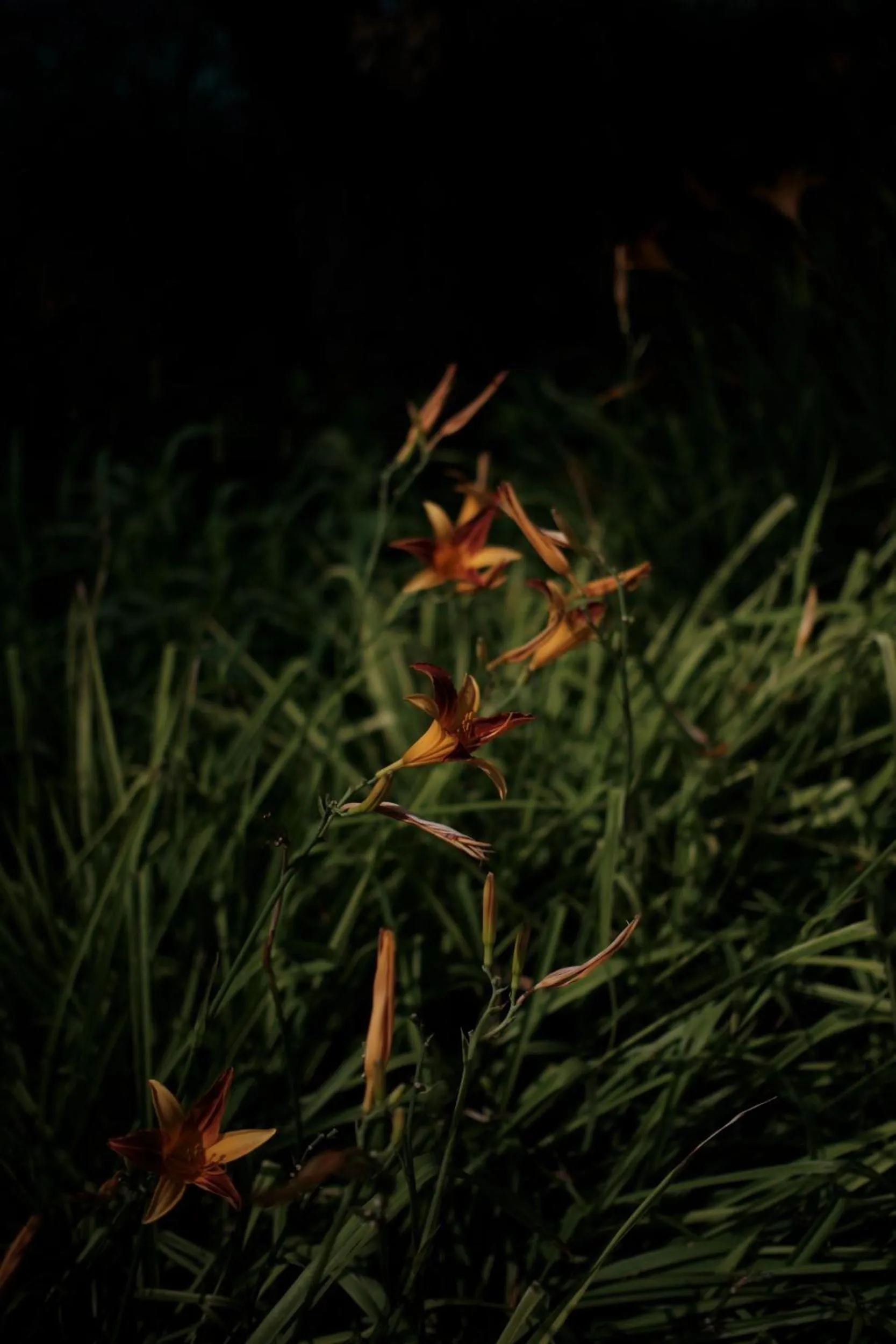 Garden in Prinsotel La Caleta