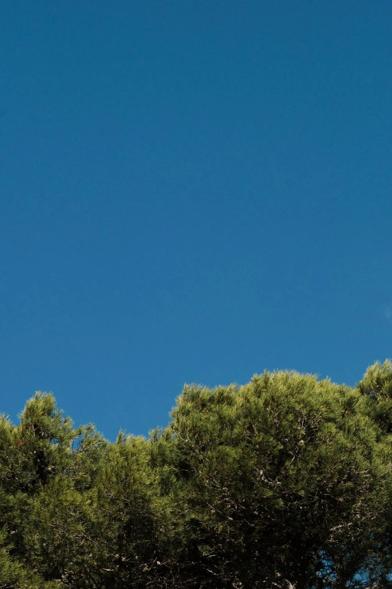 Garden in Prinsotel La Caleta