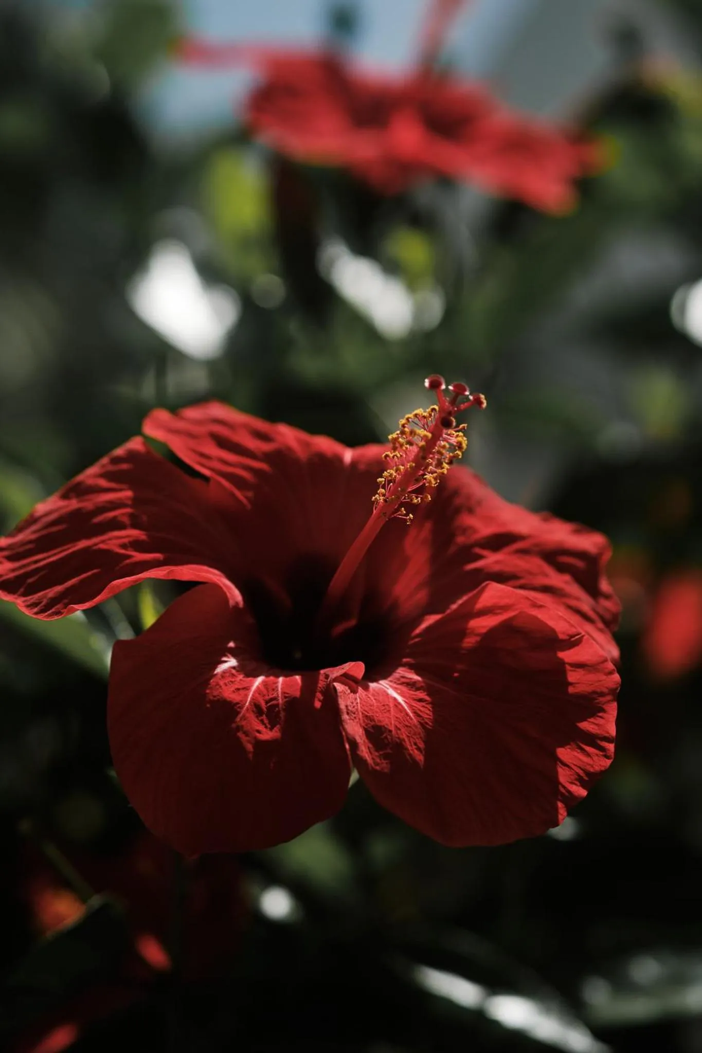 Garden in Prinsotel La Caleta