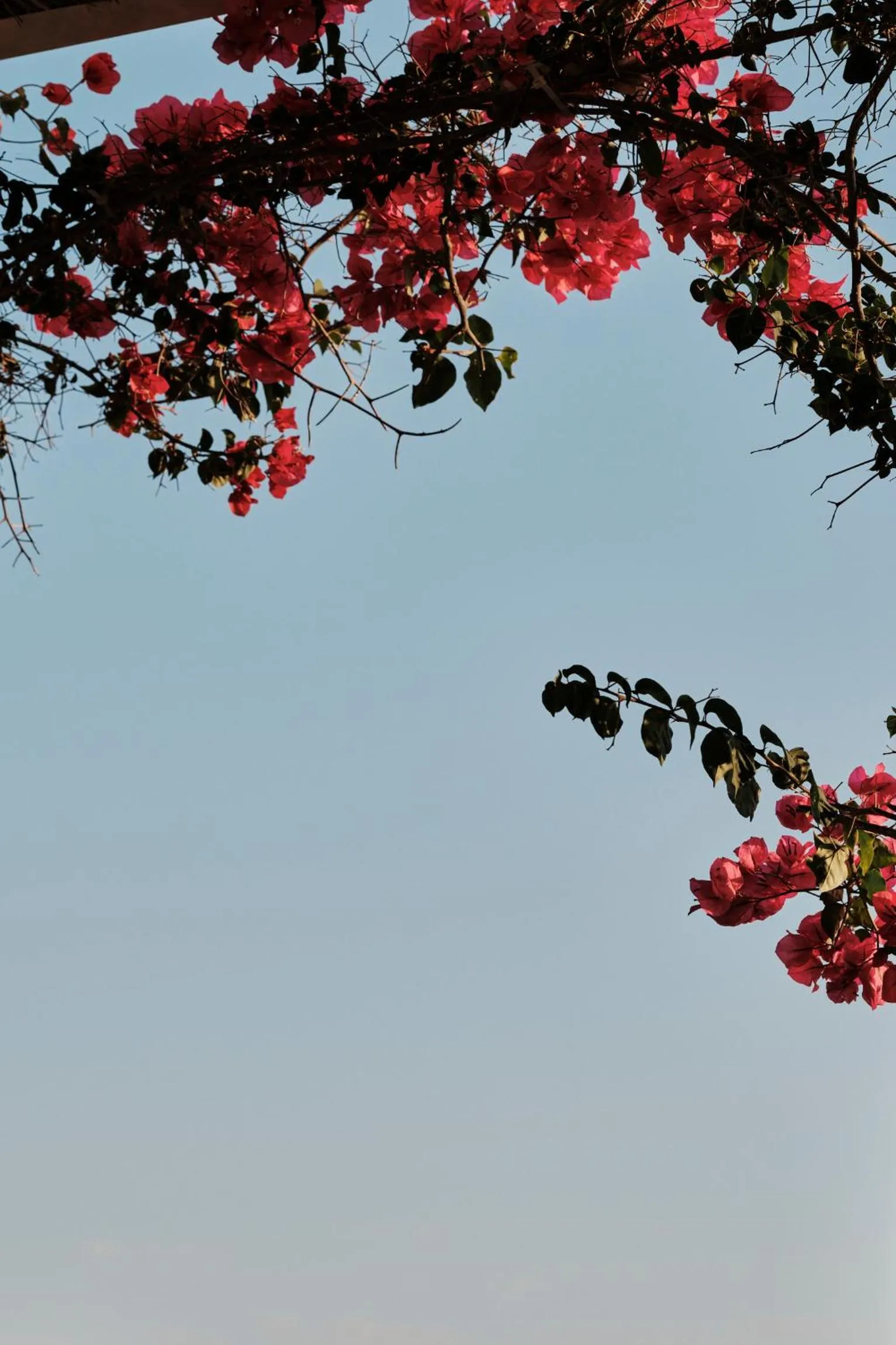Garden in Prinsotel La Caleta