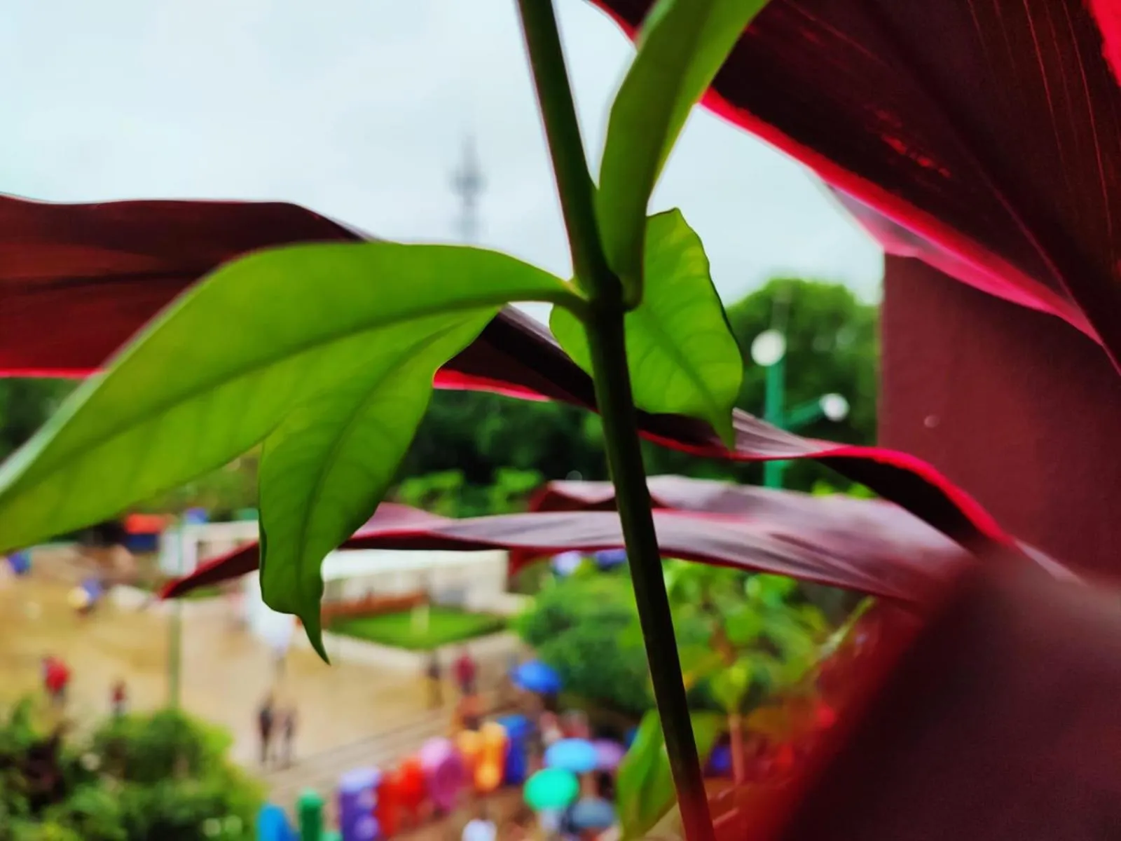 Garden in HOTEL WAYAK