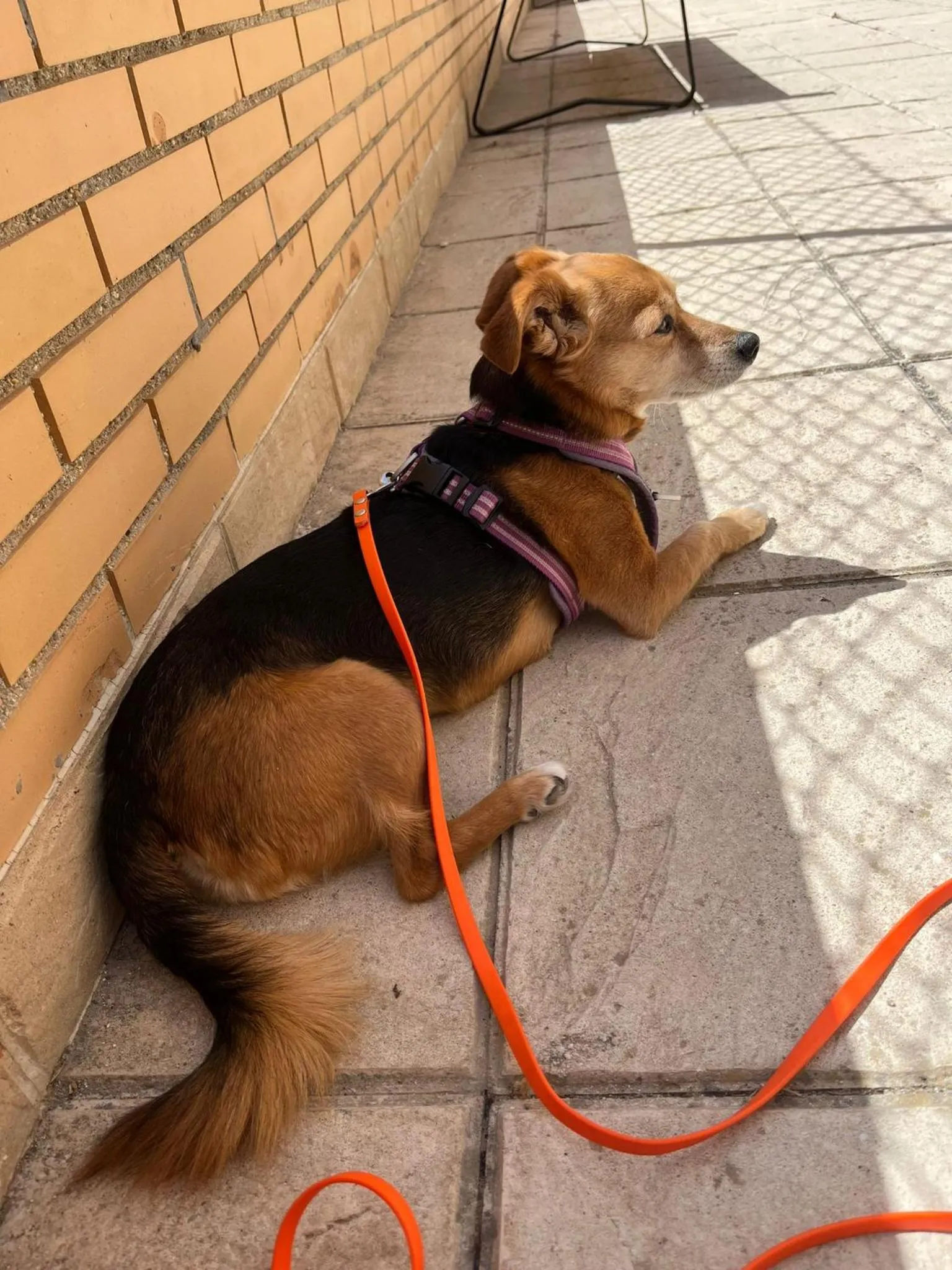 Pets in Hotel El Puntazo I