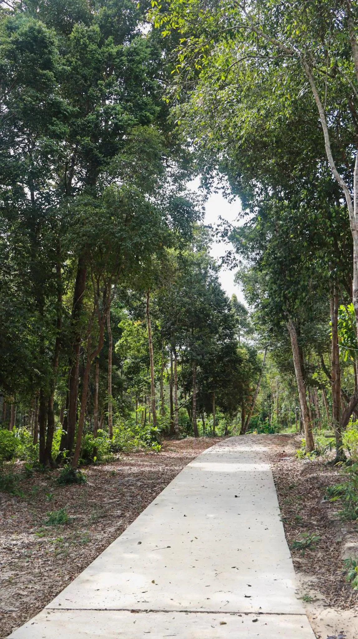 Natural landscape in ISLAND CENTER POINT