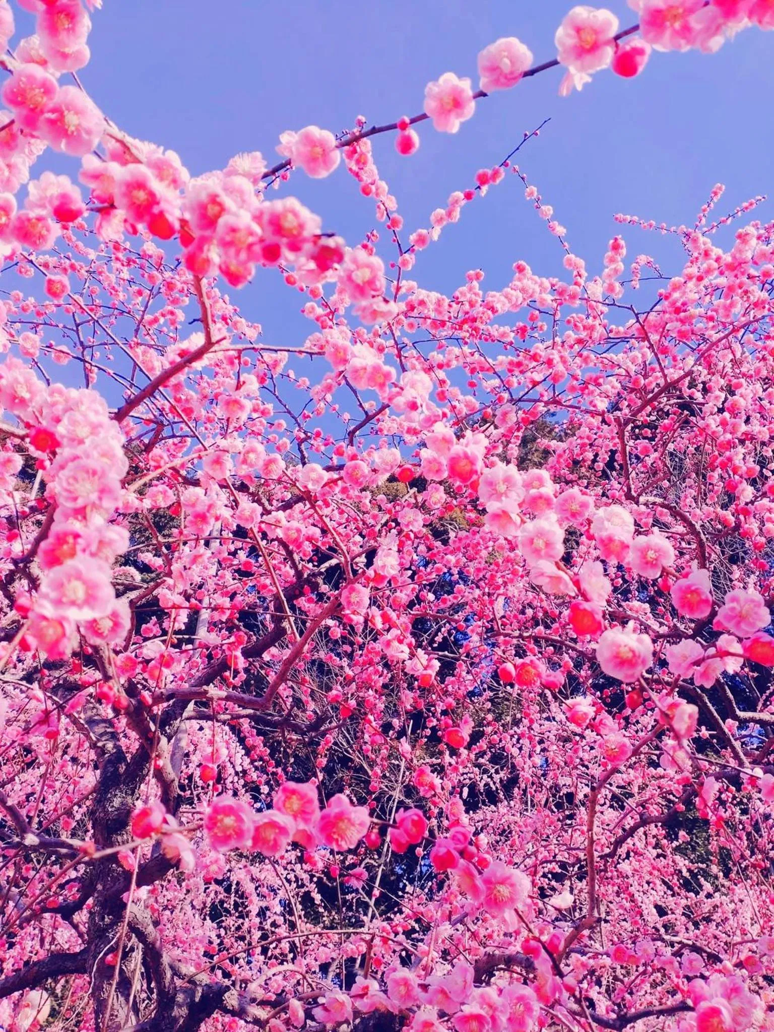 Nearby landmark in Inuyama City Hotel