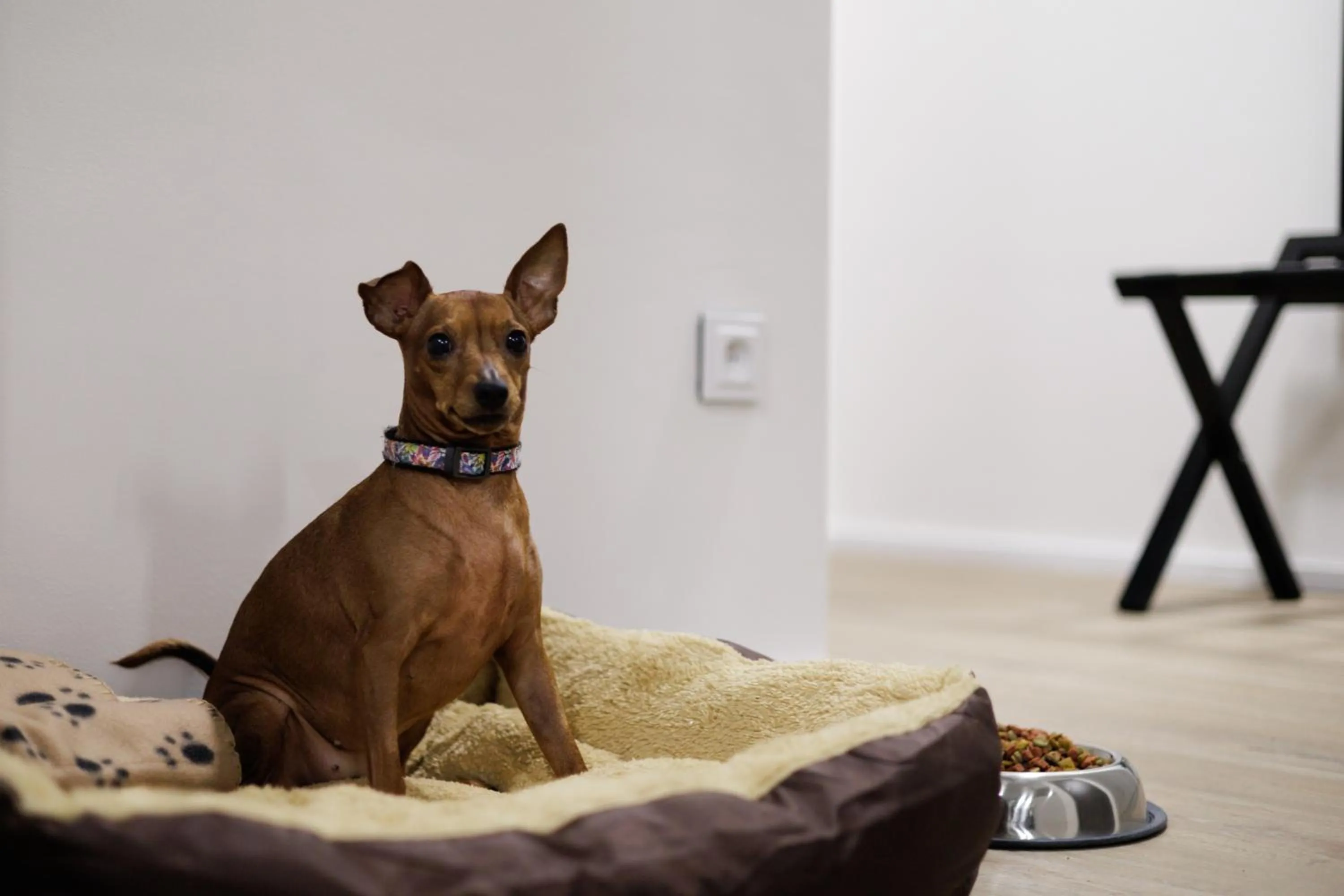 Pets in Aparthotel Na Klenici