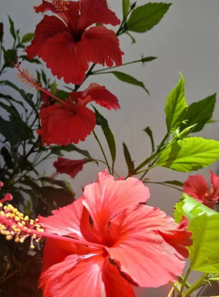 Sipano Beach Lodge Kiwengwa