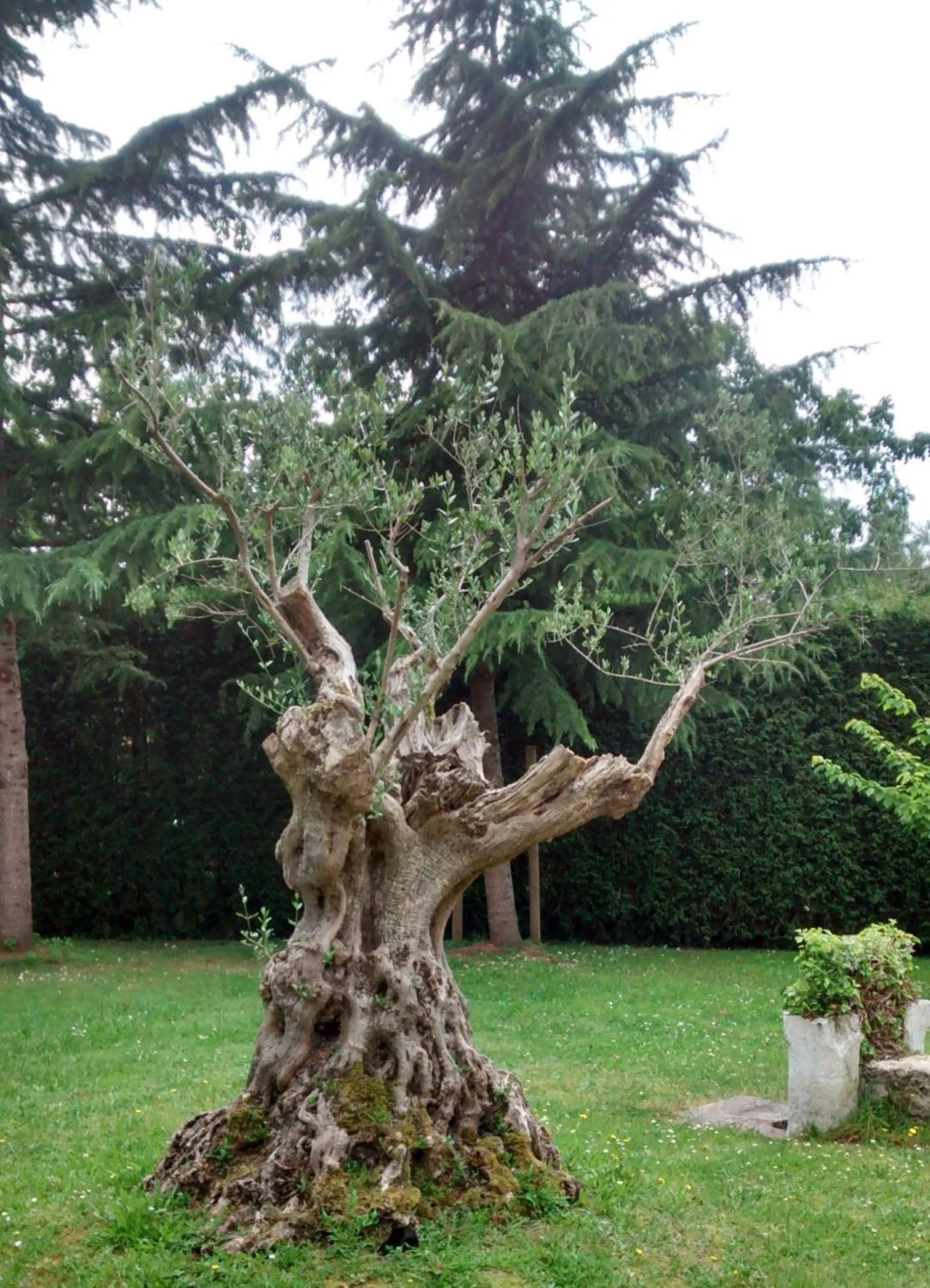 Natural landscape in Hotel Palacio De La Viñona