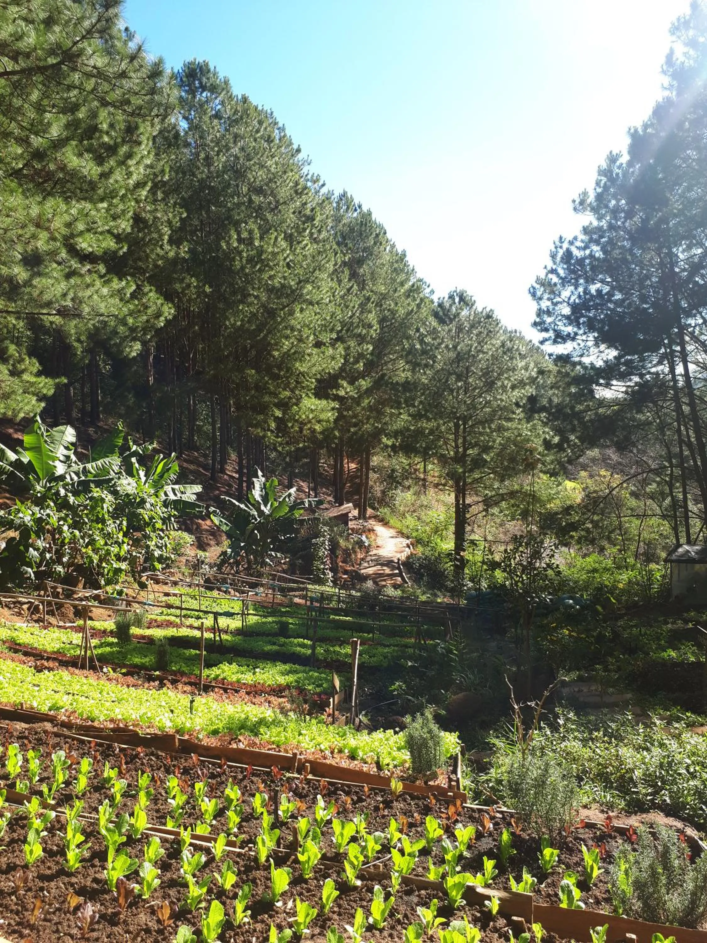 Garden in Mơ Stay - Forest Resort