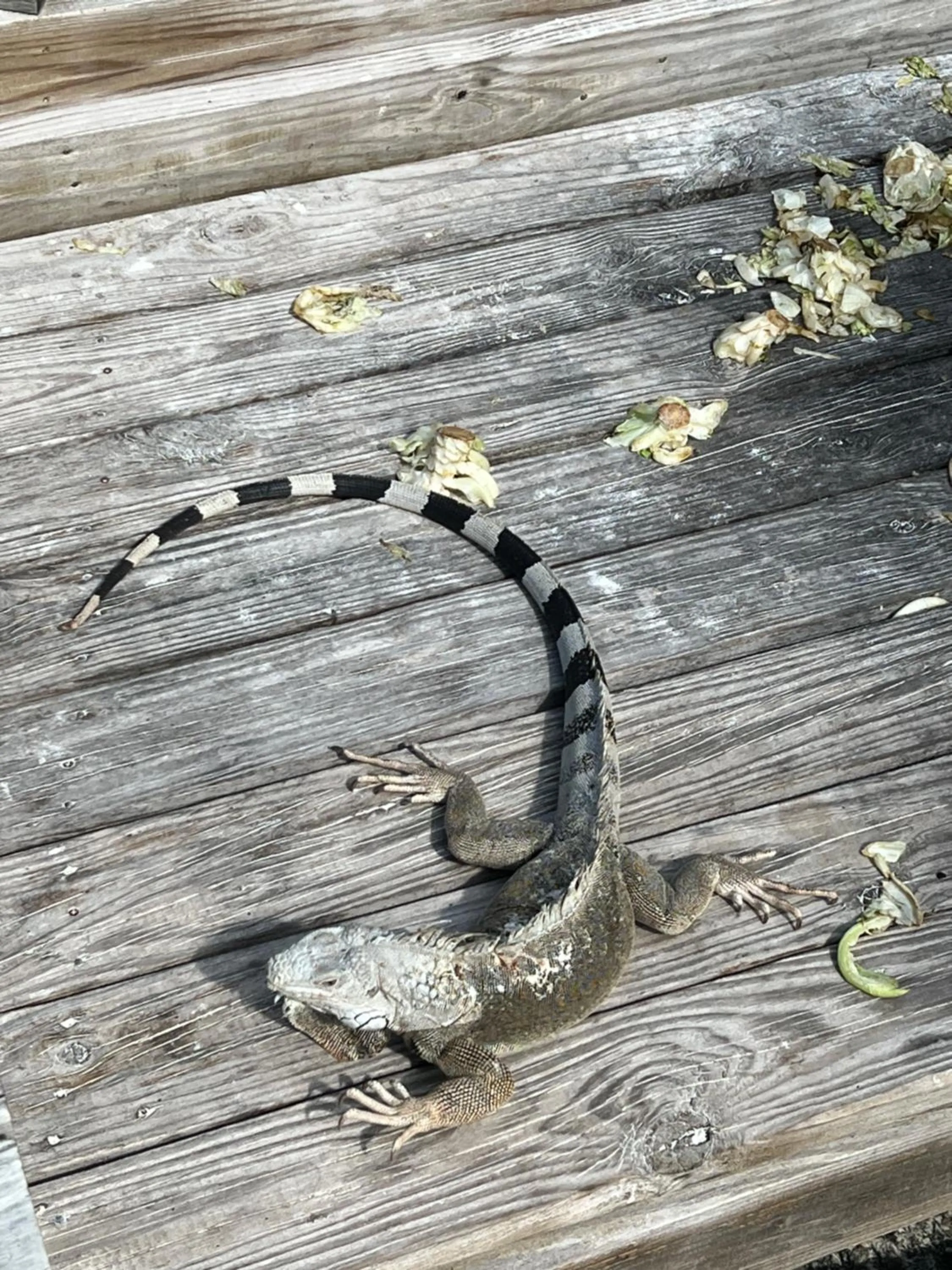 Animals in hotel DUCASSI Sol Cariba Punta Cana