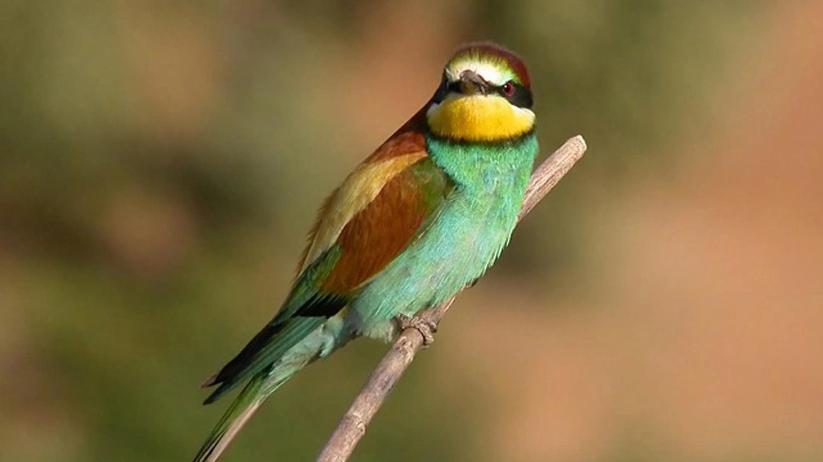 Activities in Hotel Cortijo Las Piletas