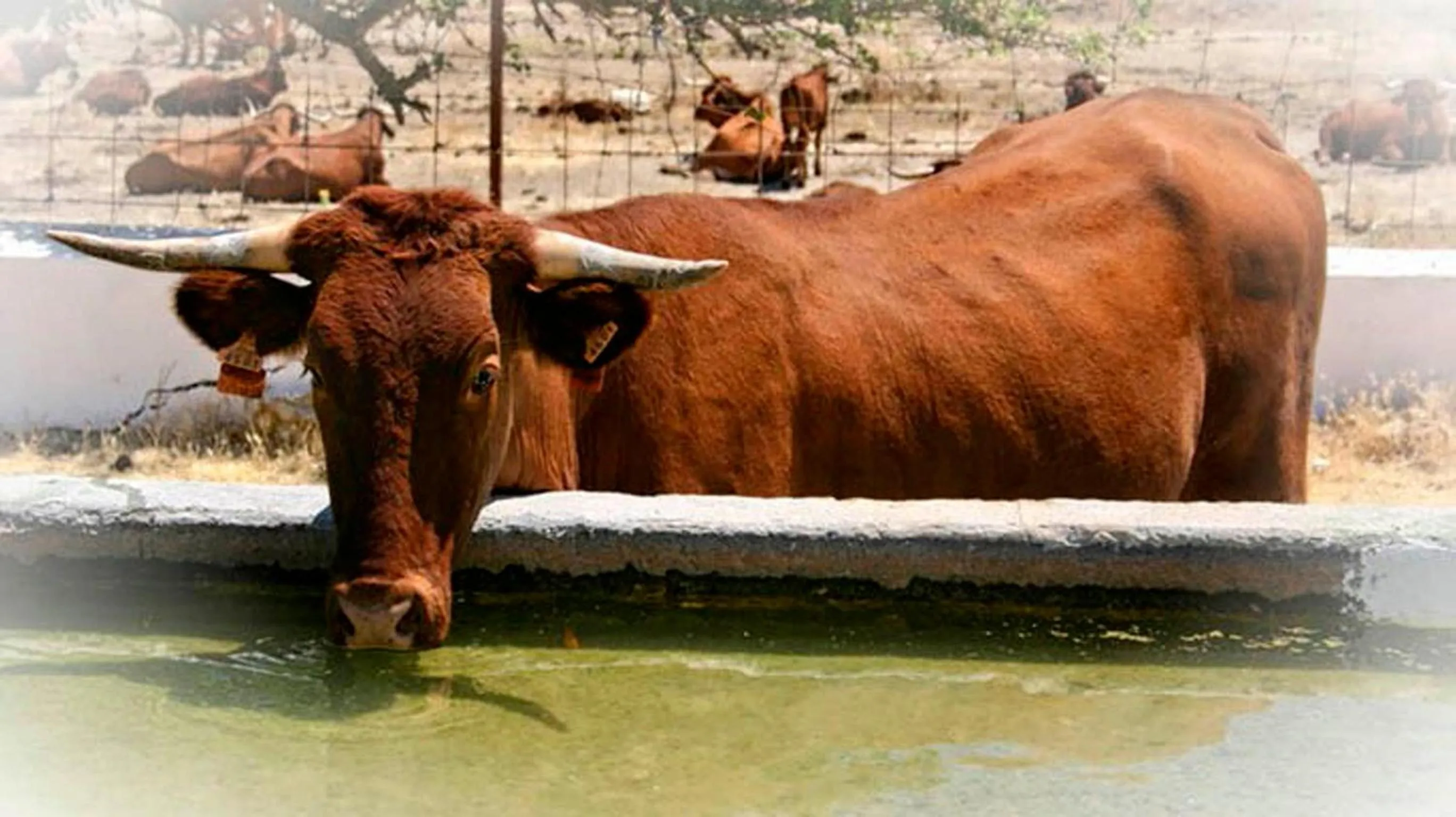 Garden in Hotel Cortijo Las Piletas
