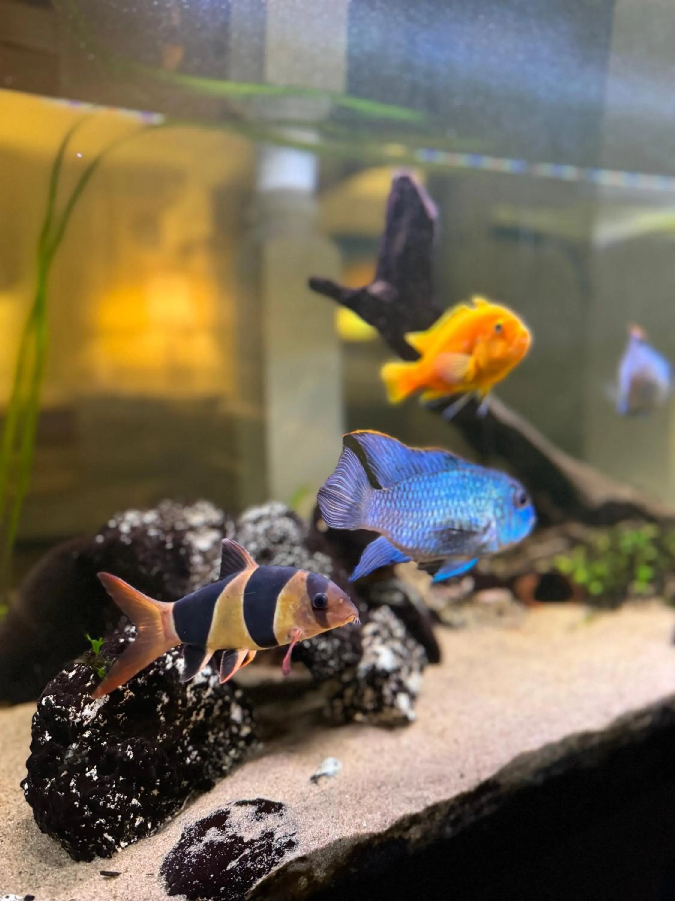 Spa and wellness centre/facilities in Just Like Home Bed & Spa Porsgrunn