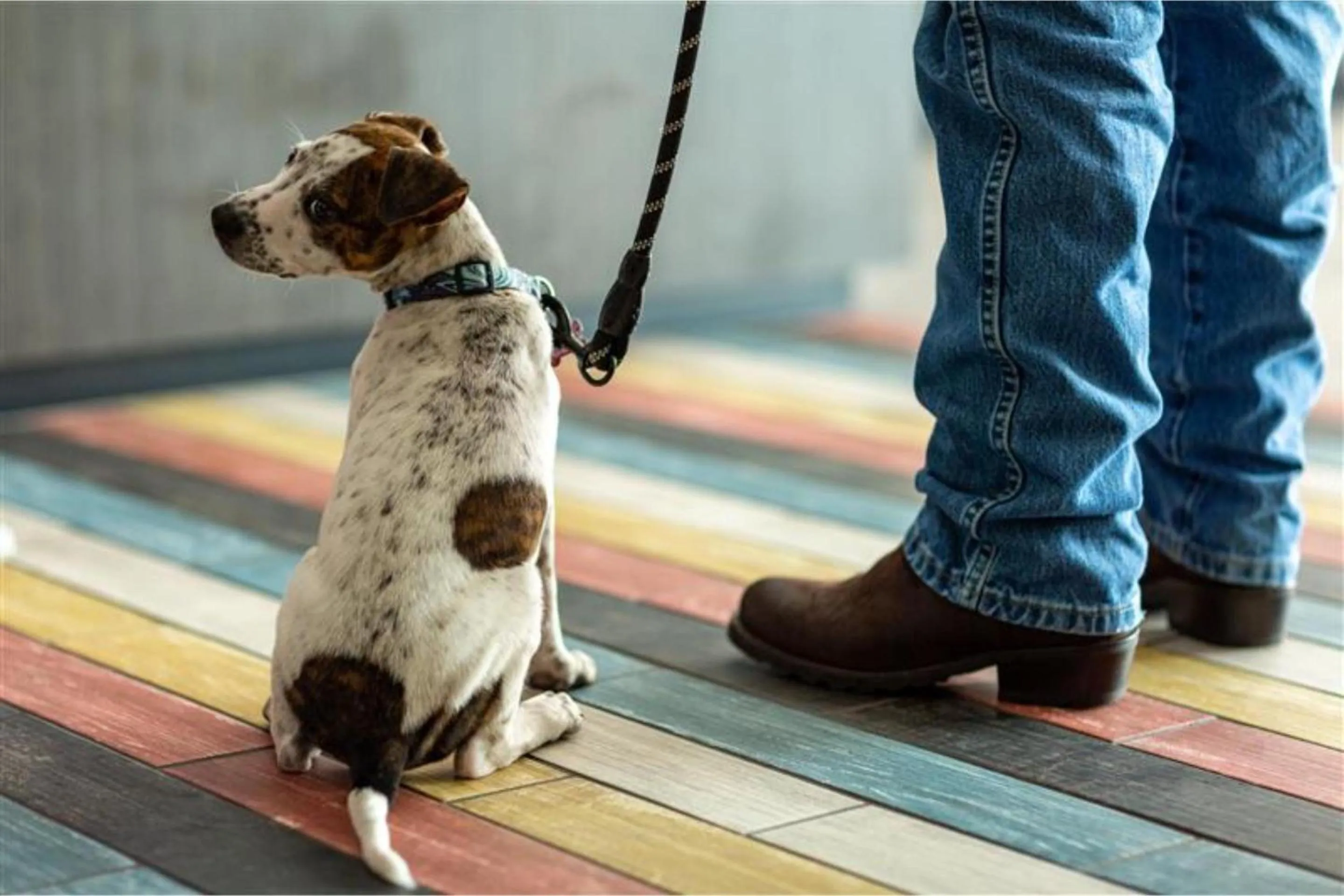 pet friendly in Motel 6 Highland CA San Bernardino East