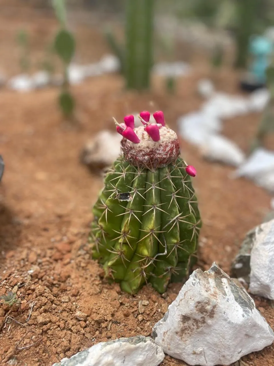 Garden in Paraíso Casa de Playa