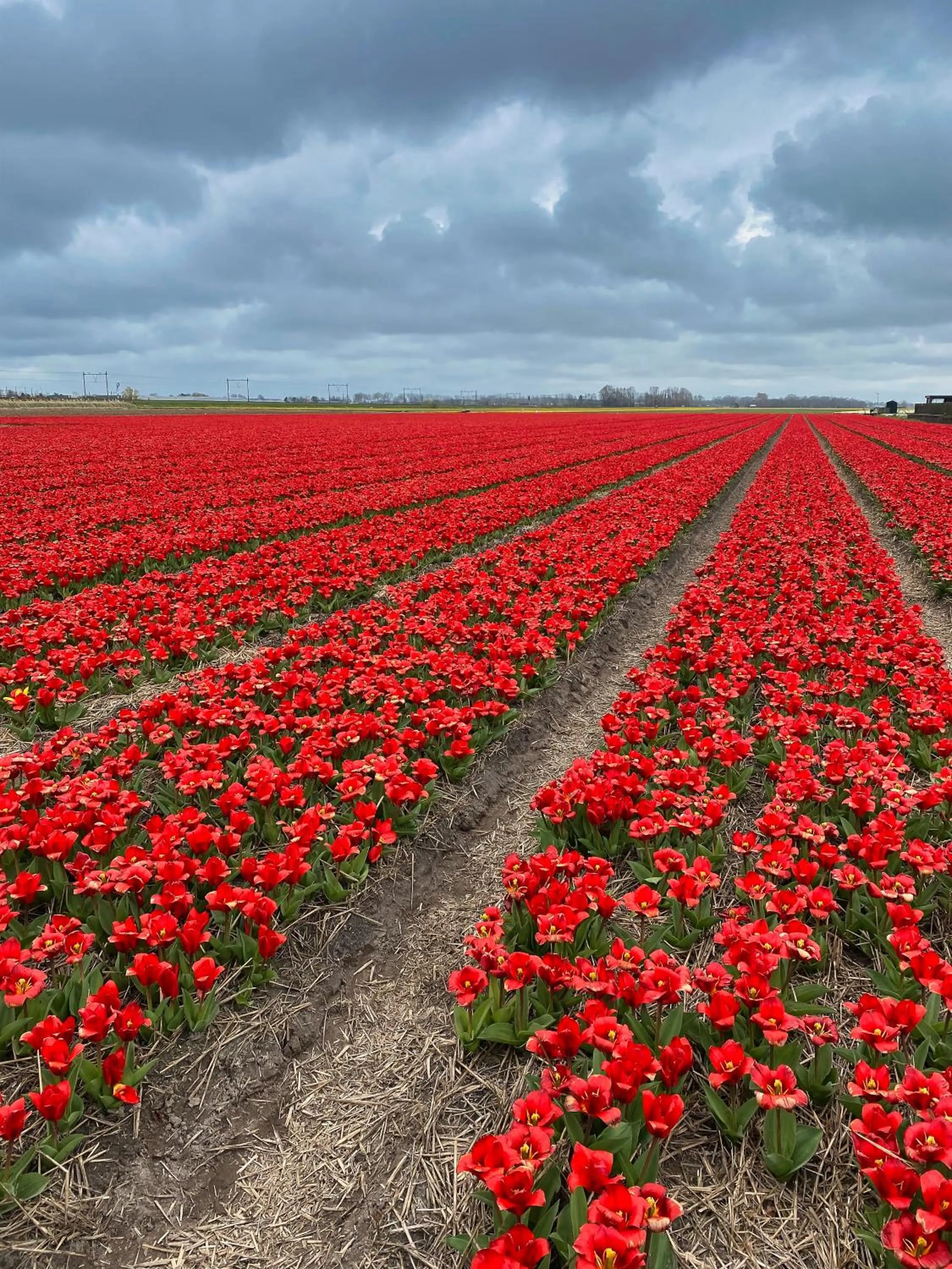 Spring in Bed and Breakfast Geliefd