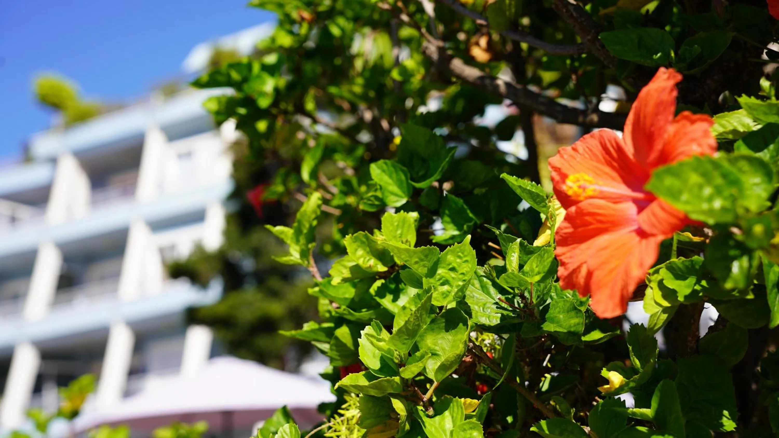 Garden in Coral La Quinta Park Suites