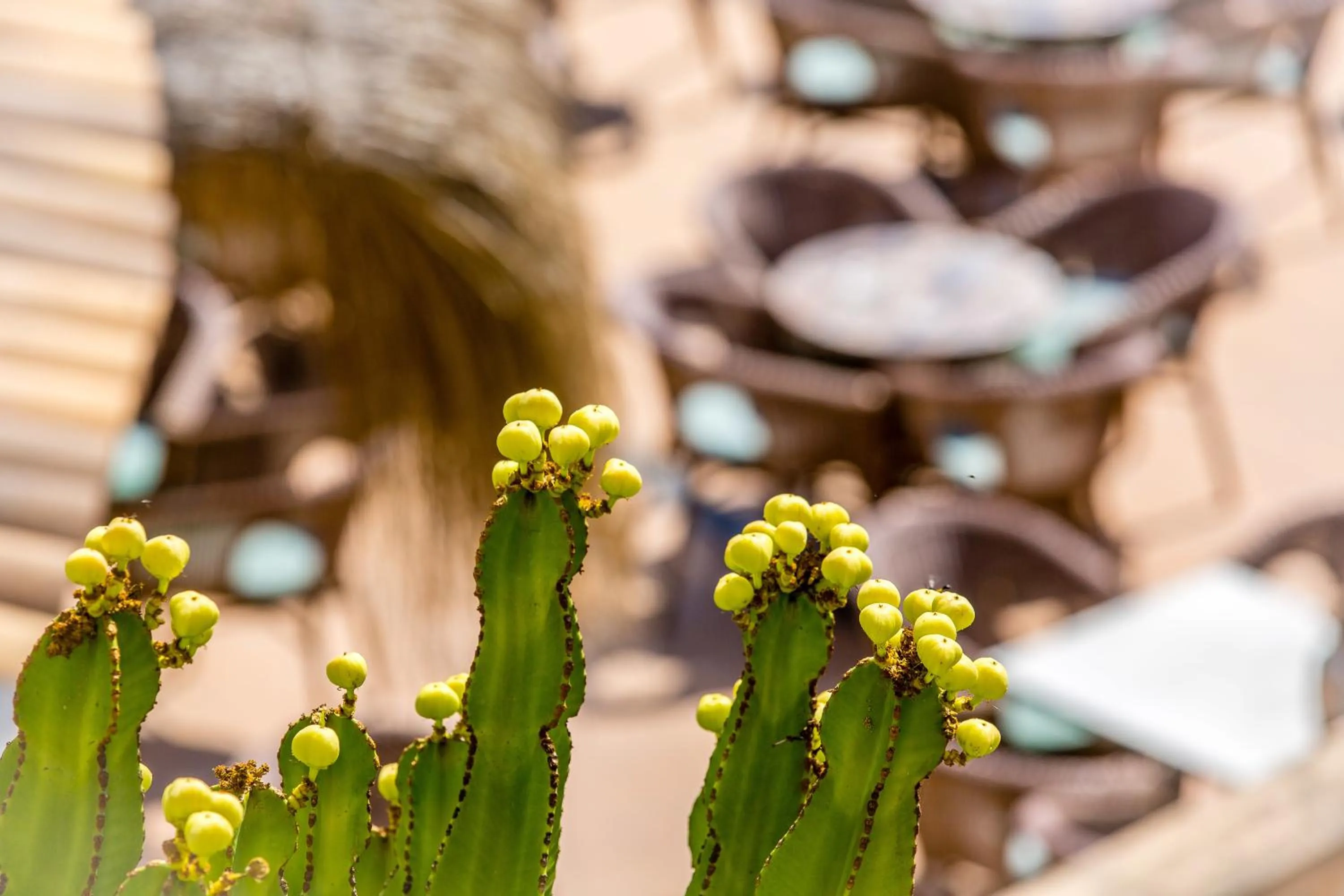 Bird's eye view in Hotel Playas de Paguera