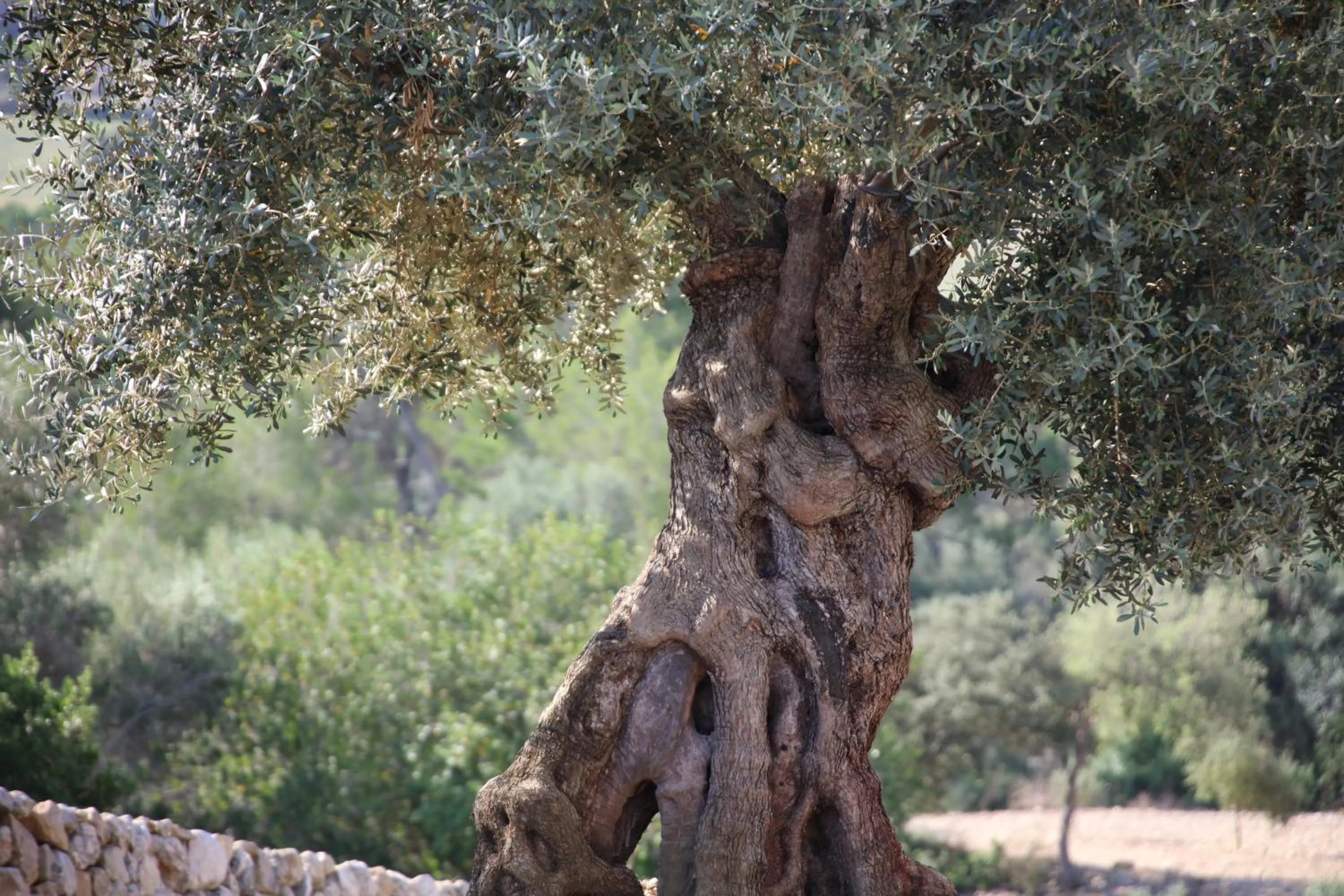 Natural landscape in Fincahotel Treurer - Olive Grove & Grand House - Adults Only