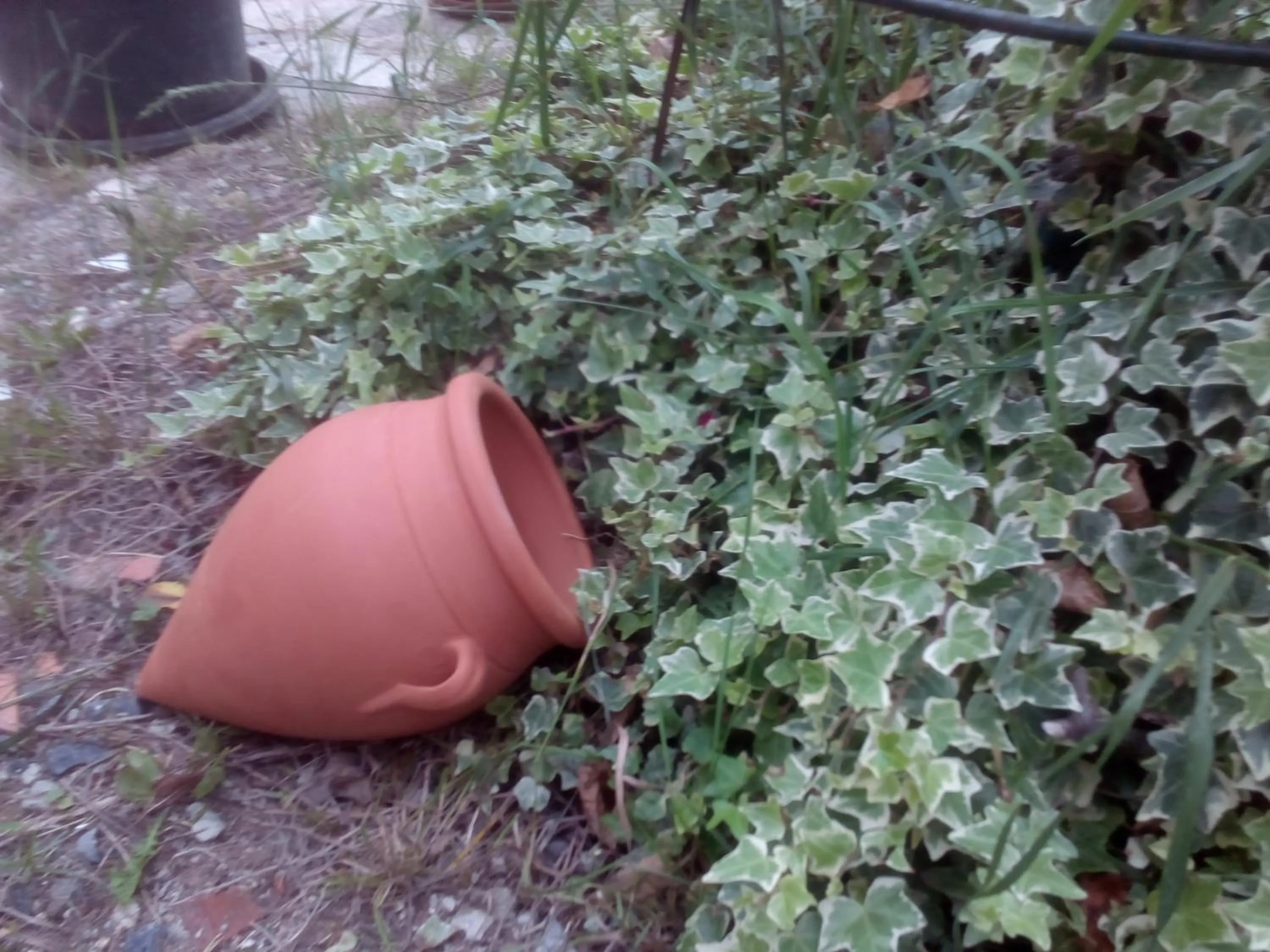 Garden in Hotel Ria de Bilbao