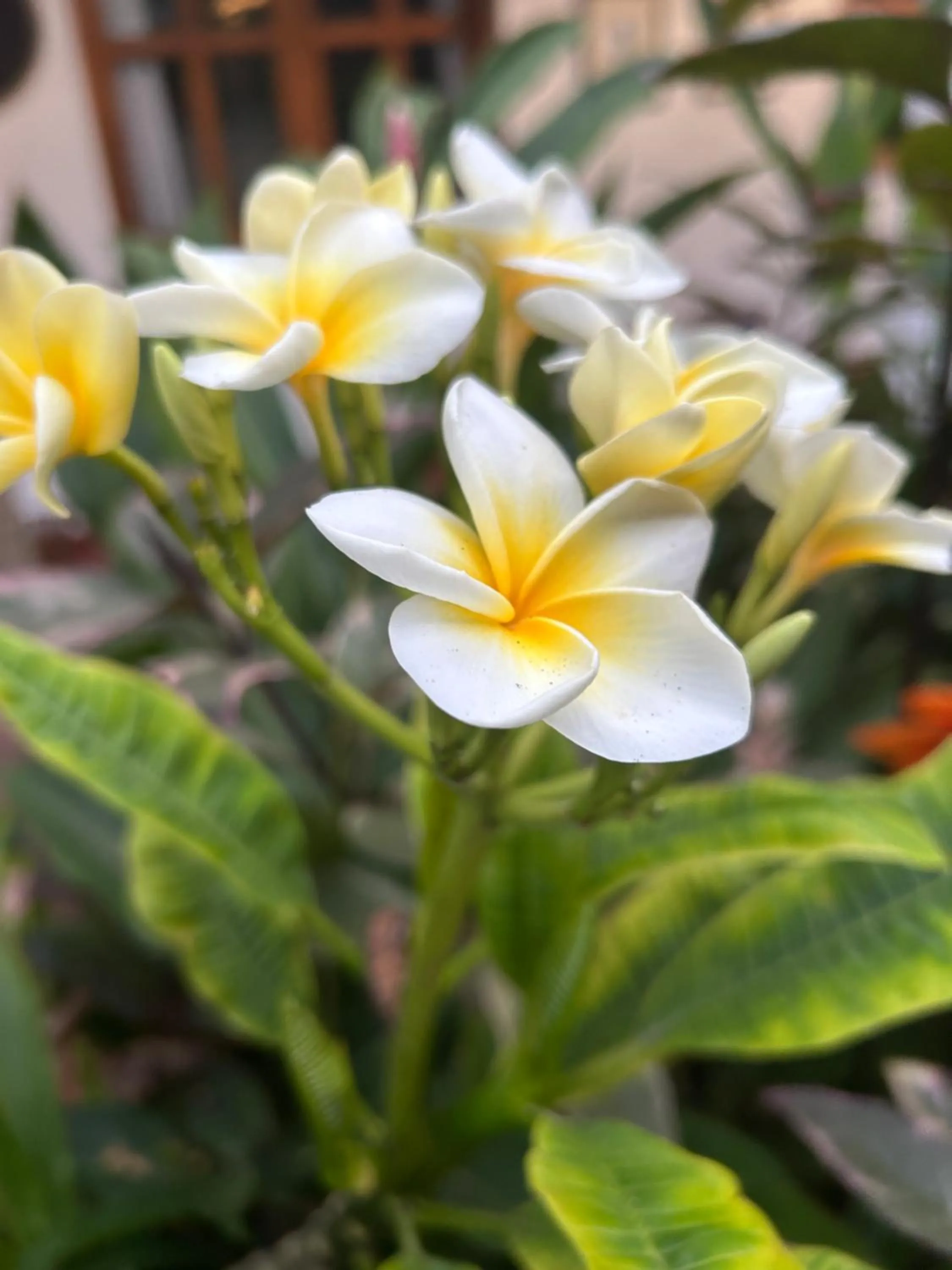 Garden in Hotel Tranquilo