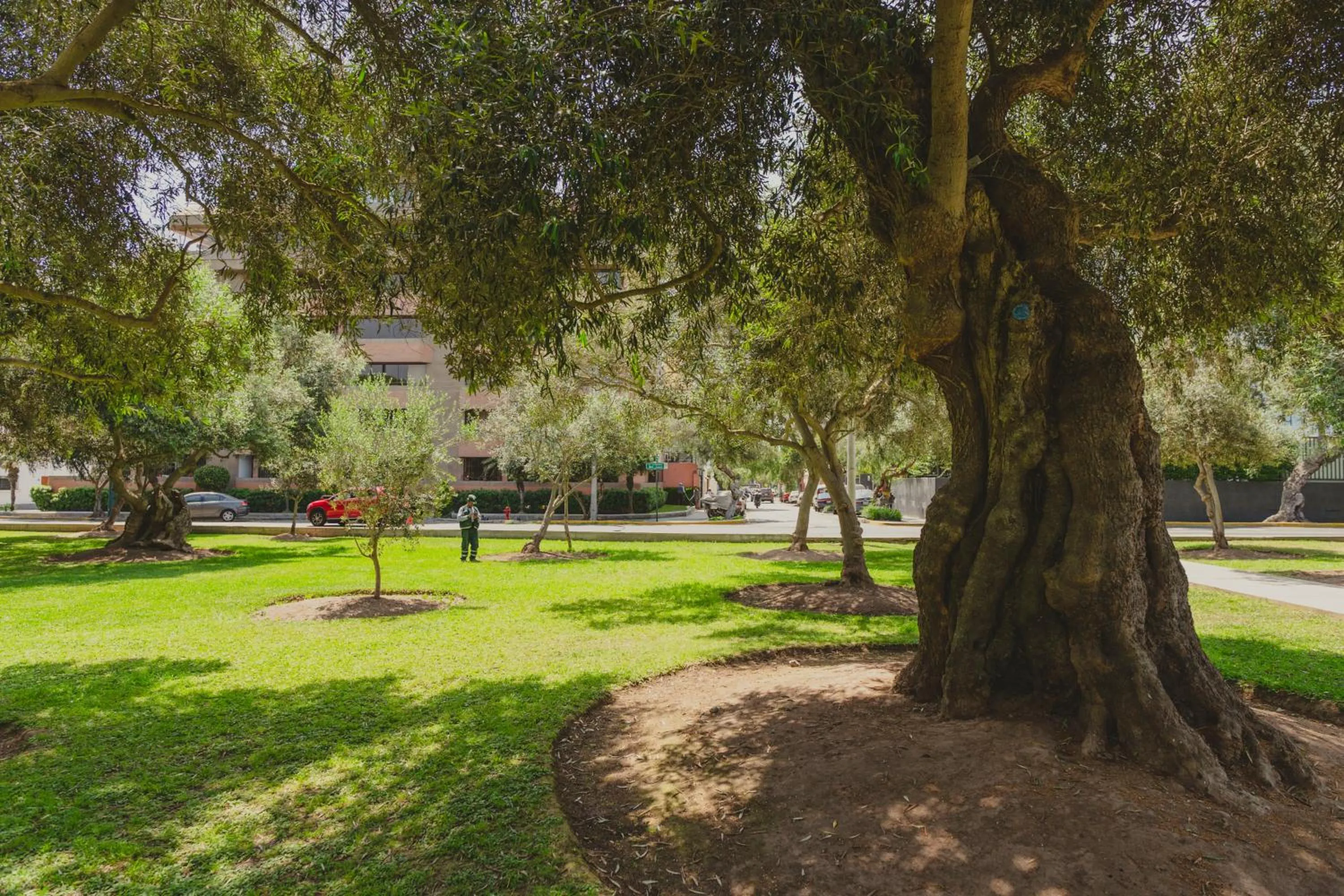 Garden view in ARTE HOTEL Lima