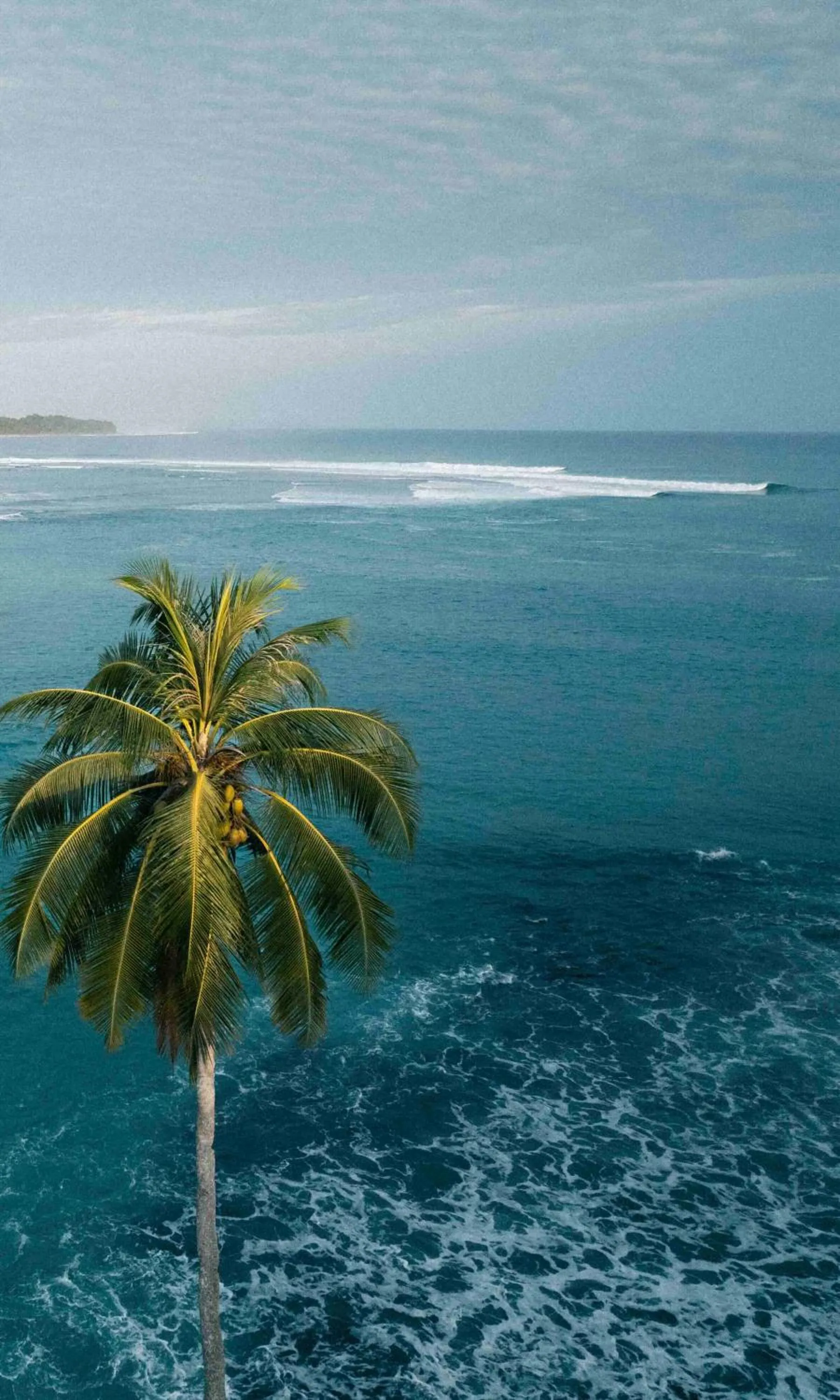 La Belle Hollow Trees