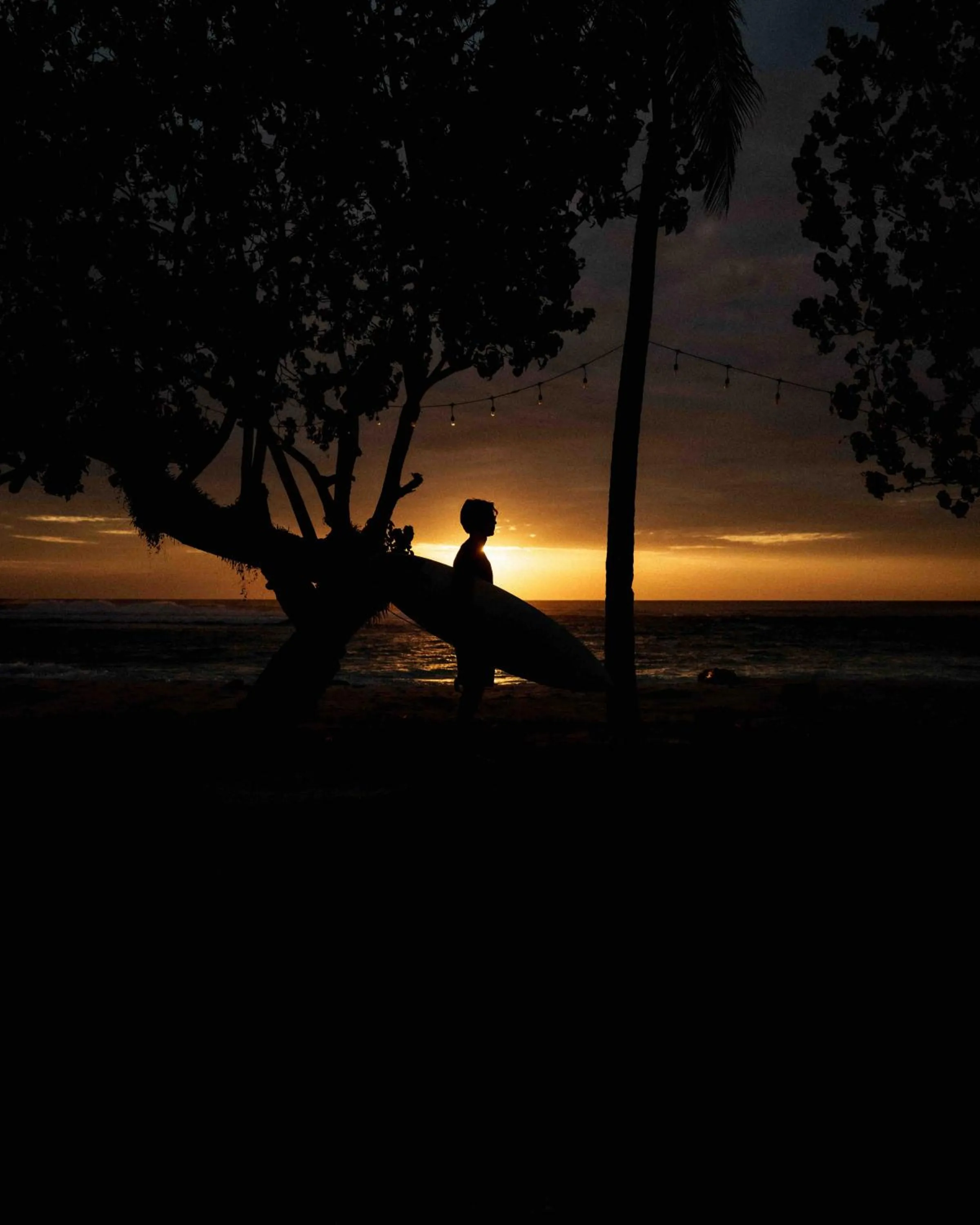 La Belle Hollow Trees